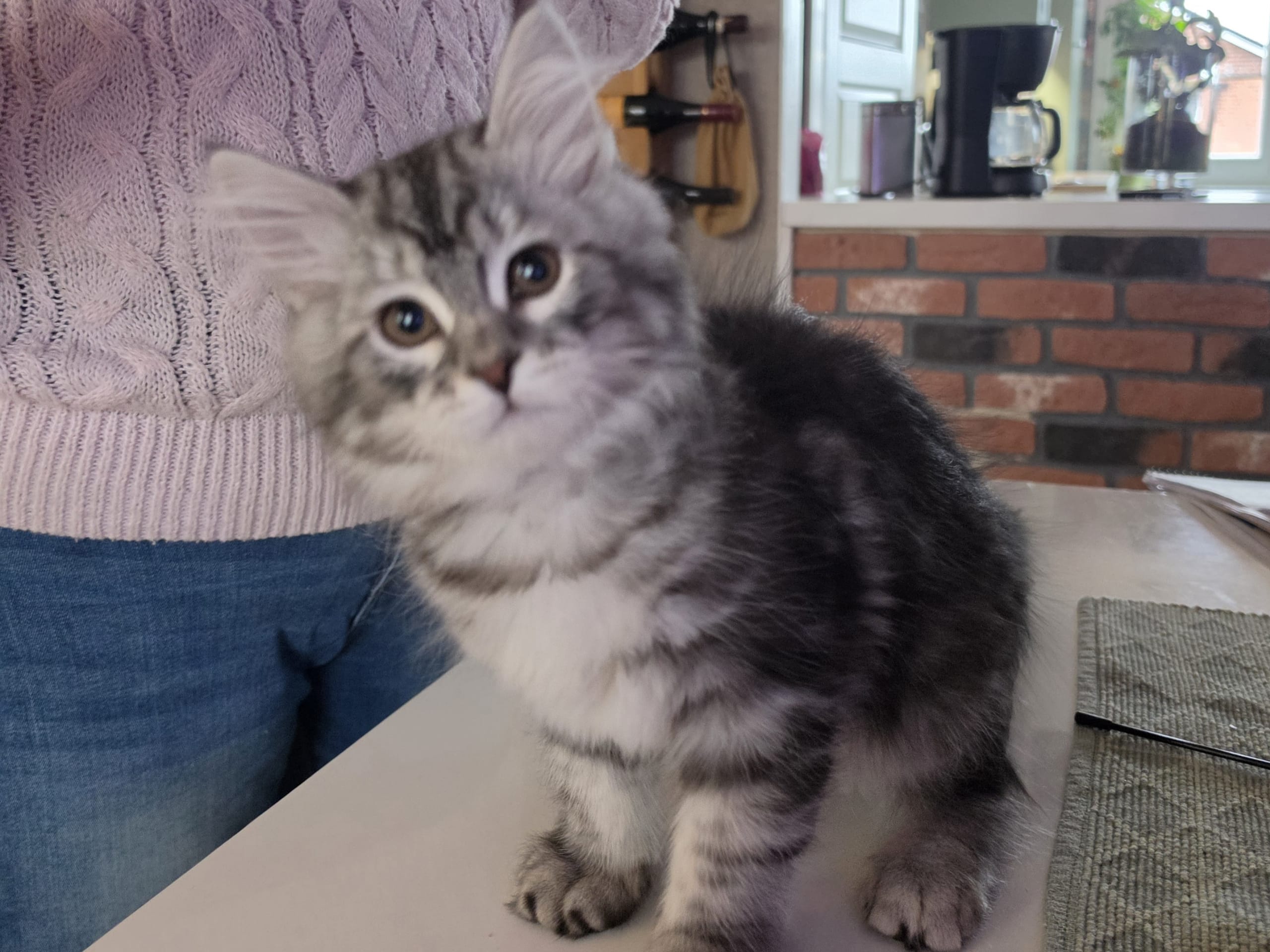 Sibirisk katt