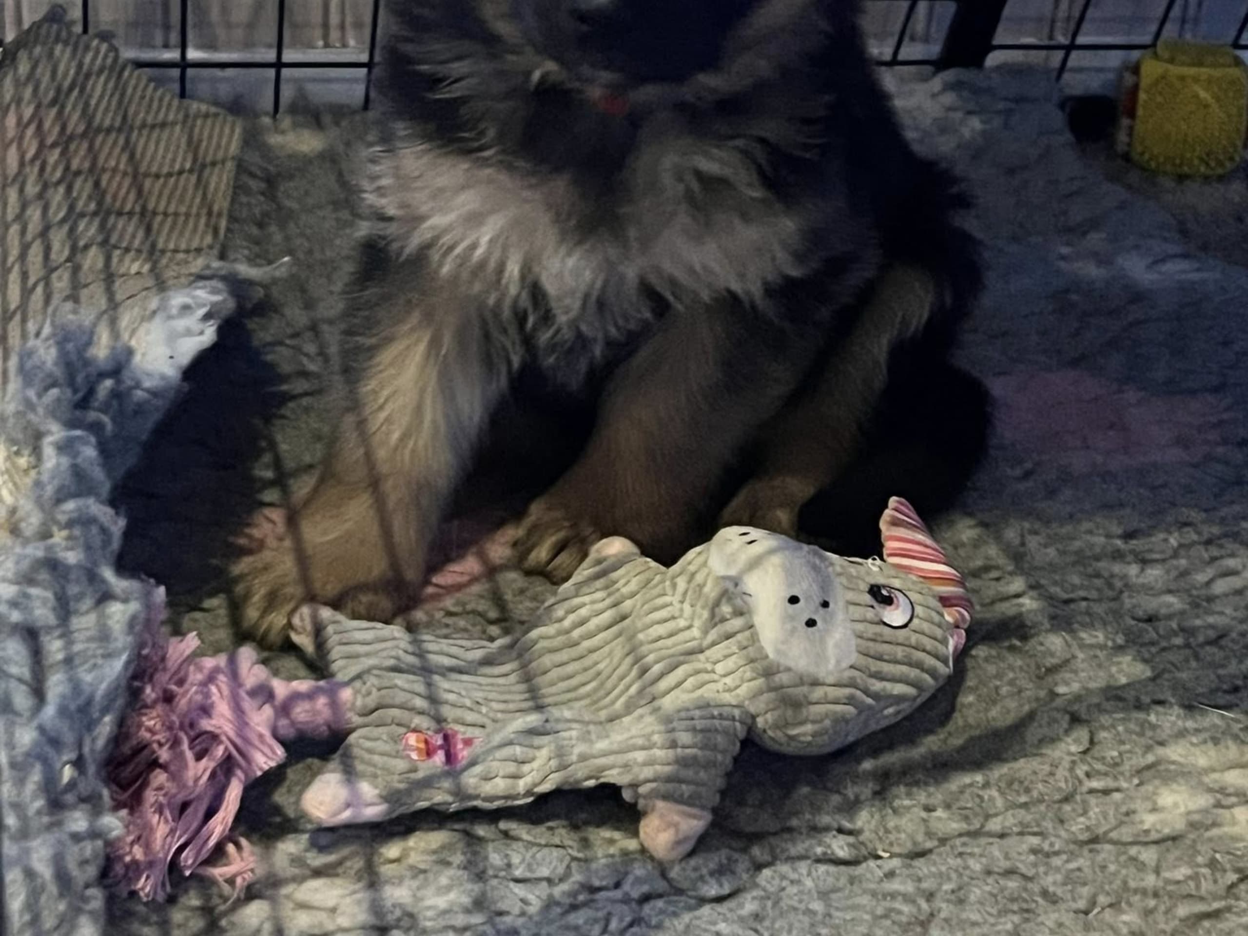 Schäferhund