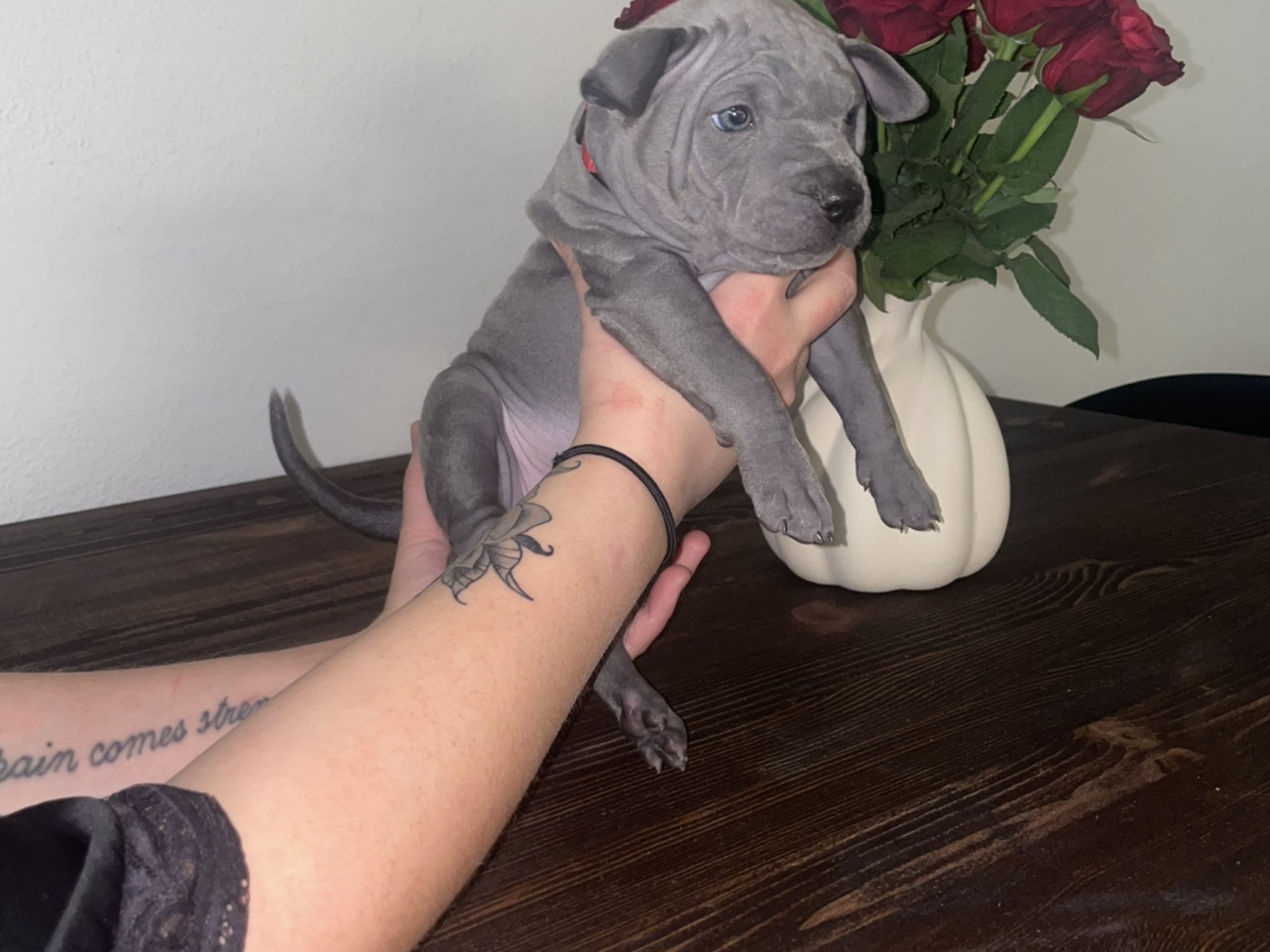 Thai ridgeback dog