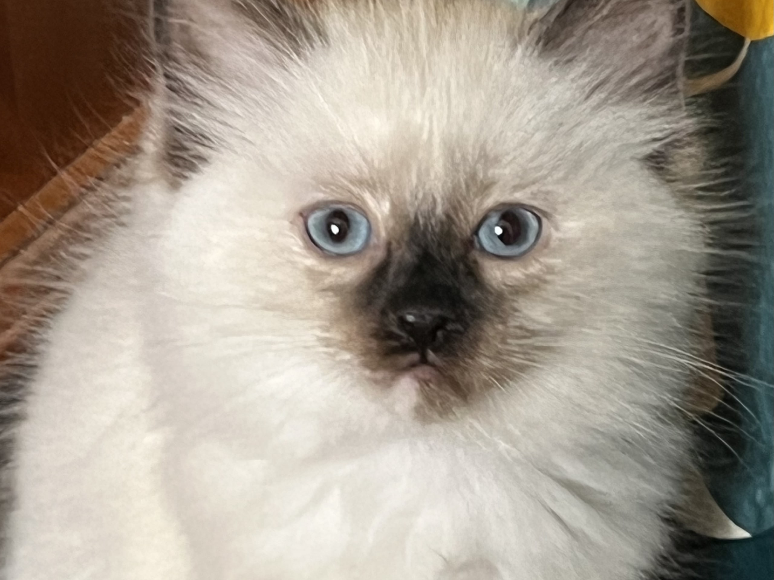 Ragdoll · Hässleholm · Jeanette S.
