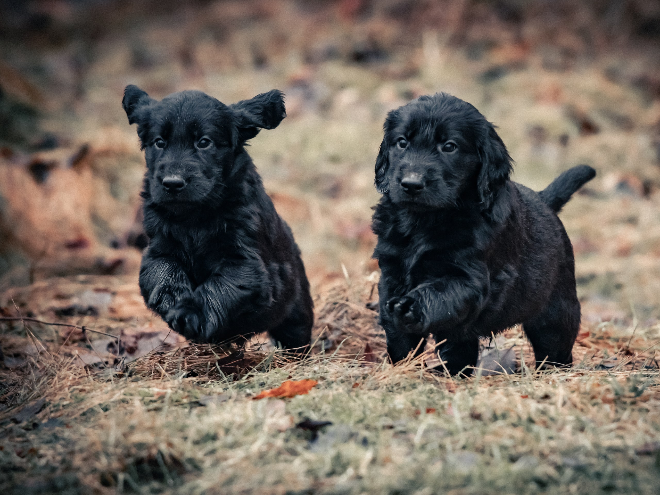 Flatcoated retriever