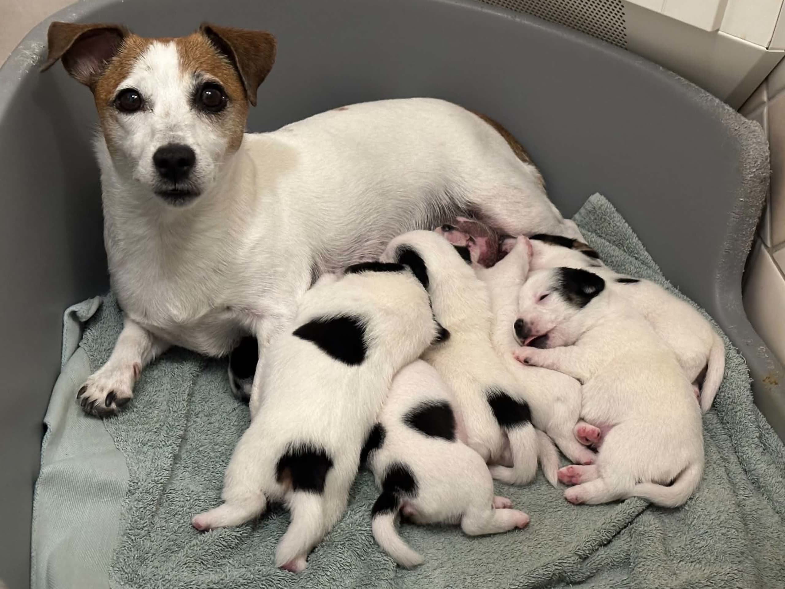 Jack Russell Terrier · Knivsta · LIMELIGHT Kennels