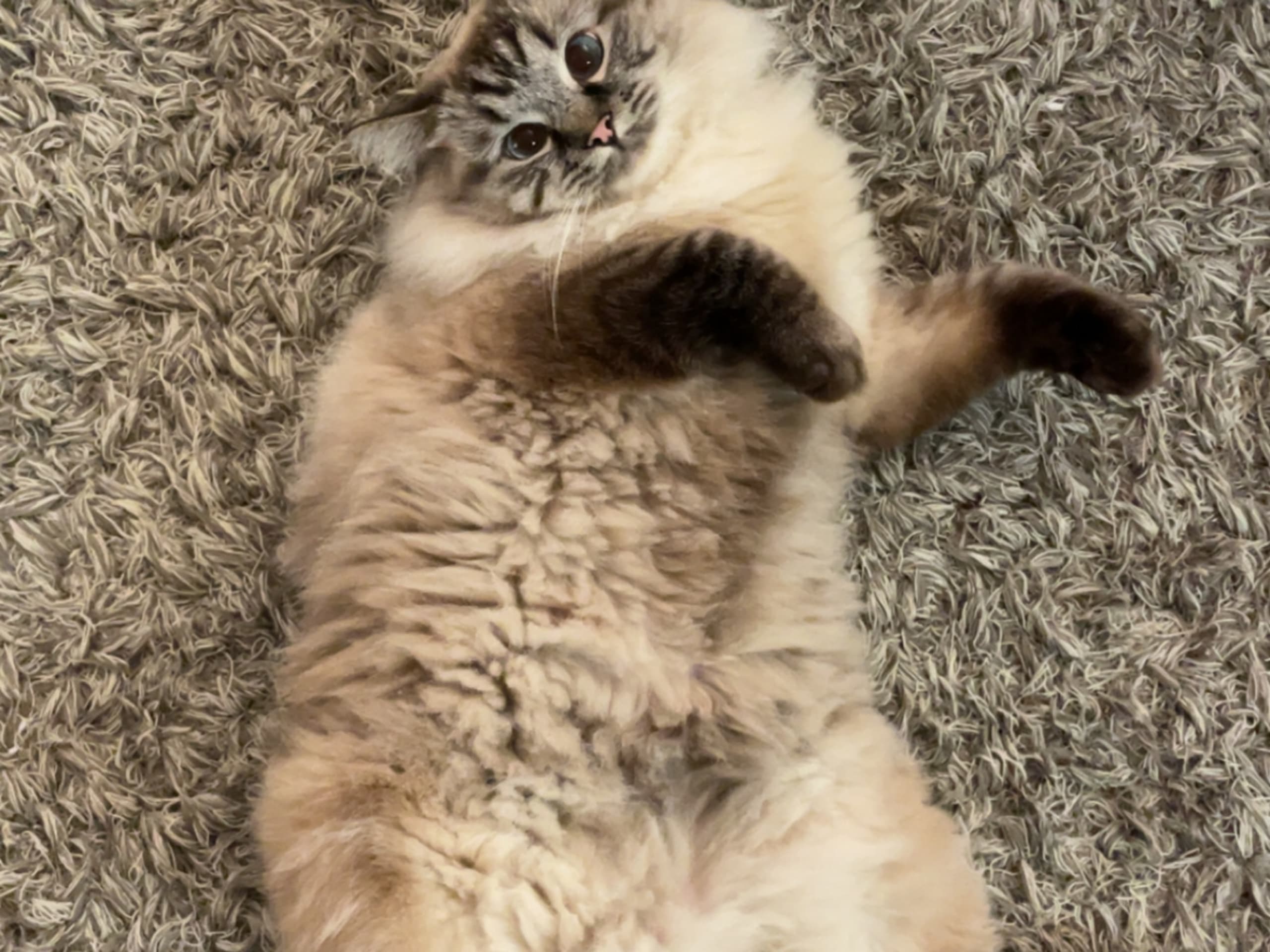 Ragdoll · Gävle · Linn T.