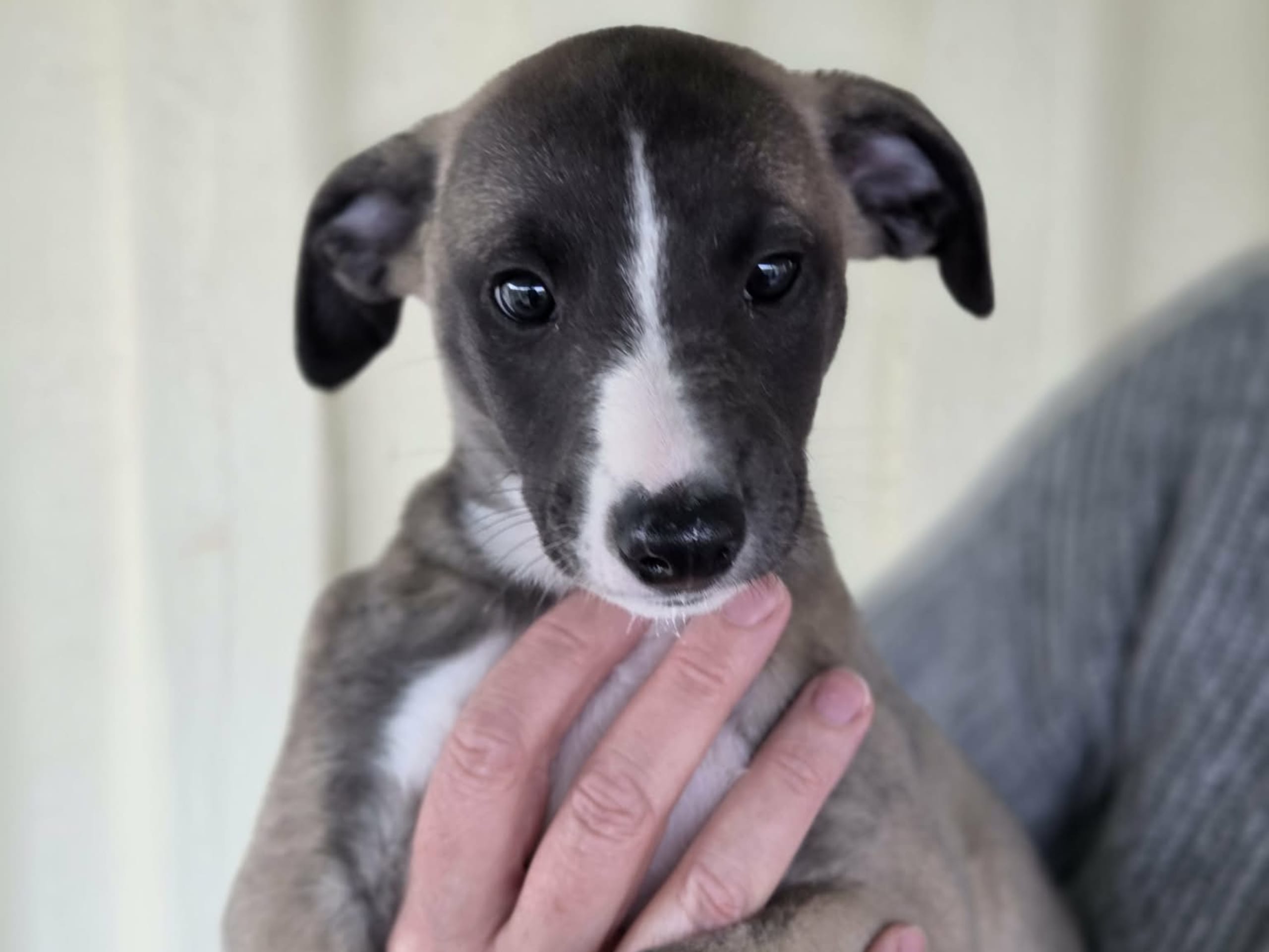 Whippet