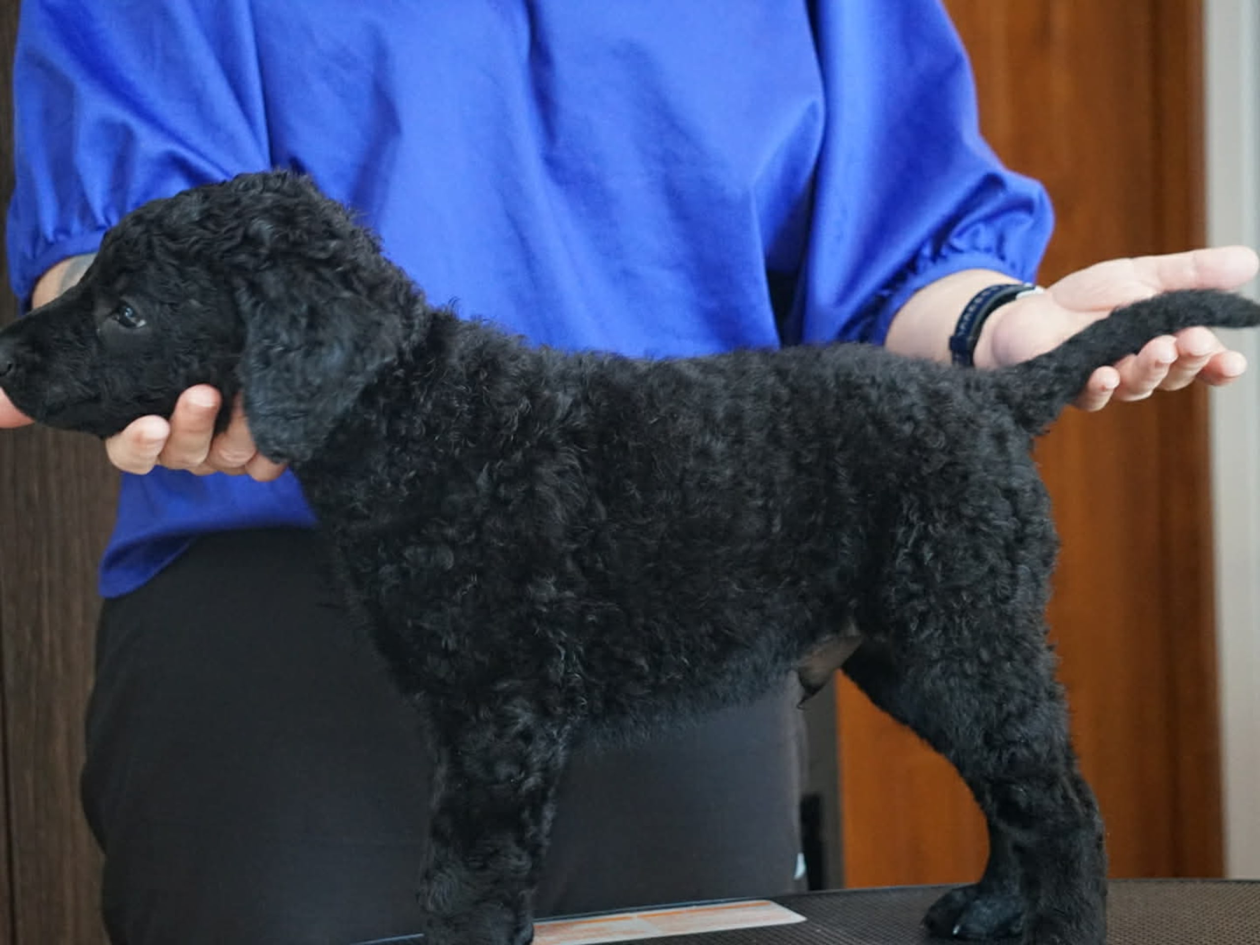 Curly coated retriever