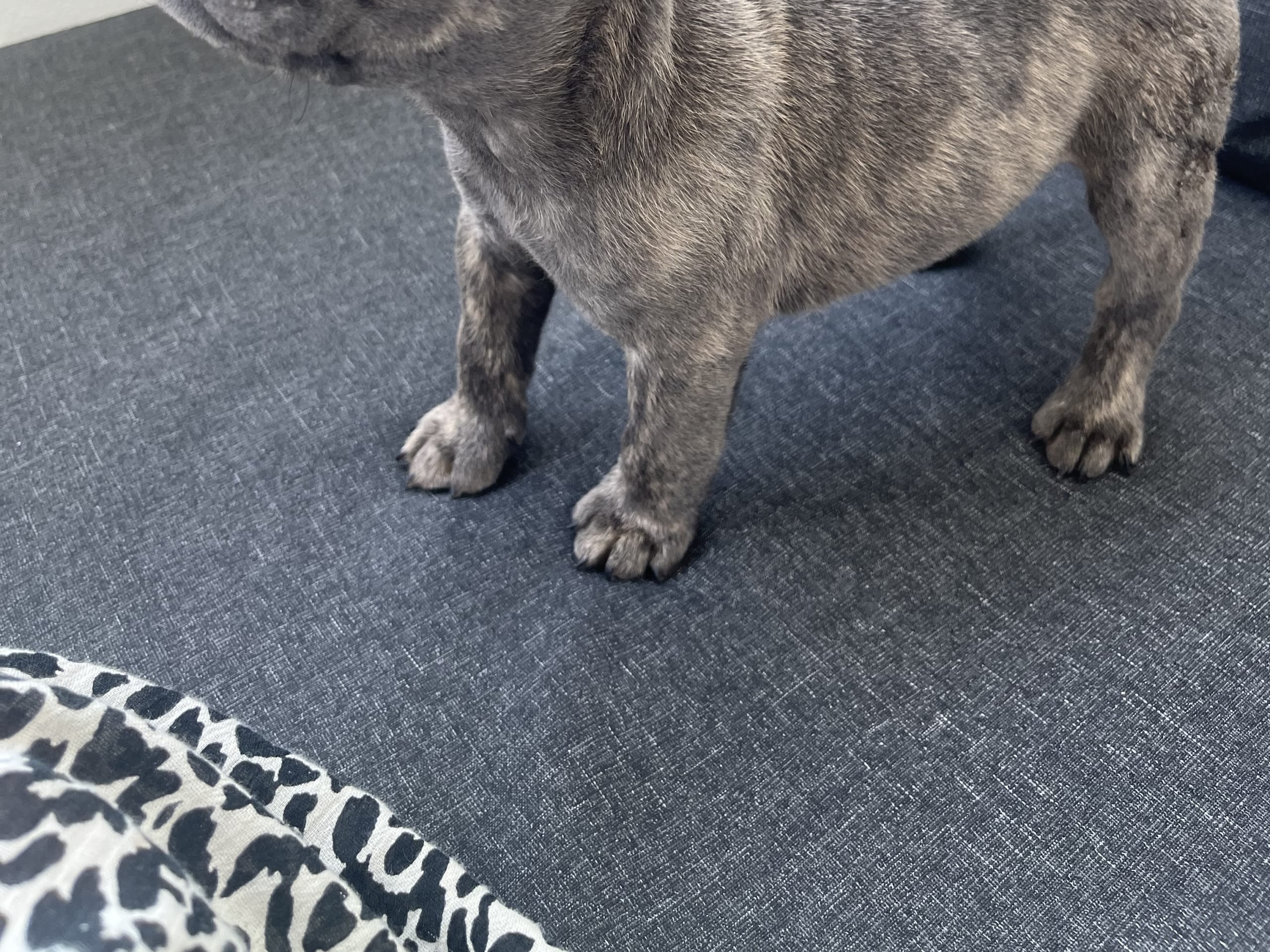 French Bulldog · Norrköping · Emiras frallor
