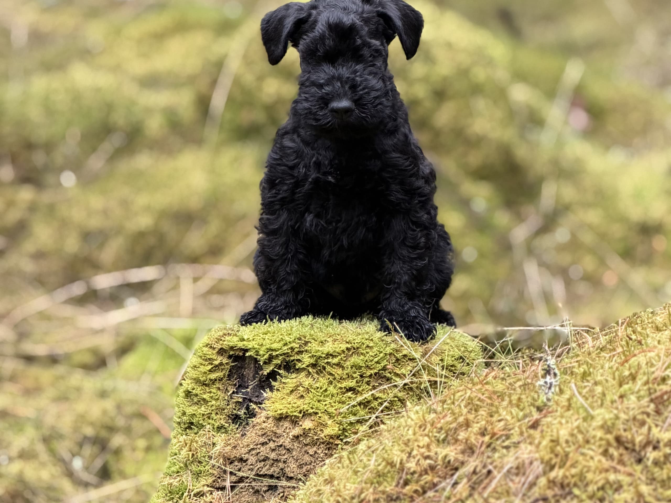 Kerry blue terrier