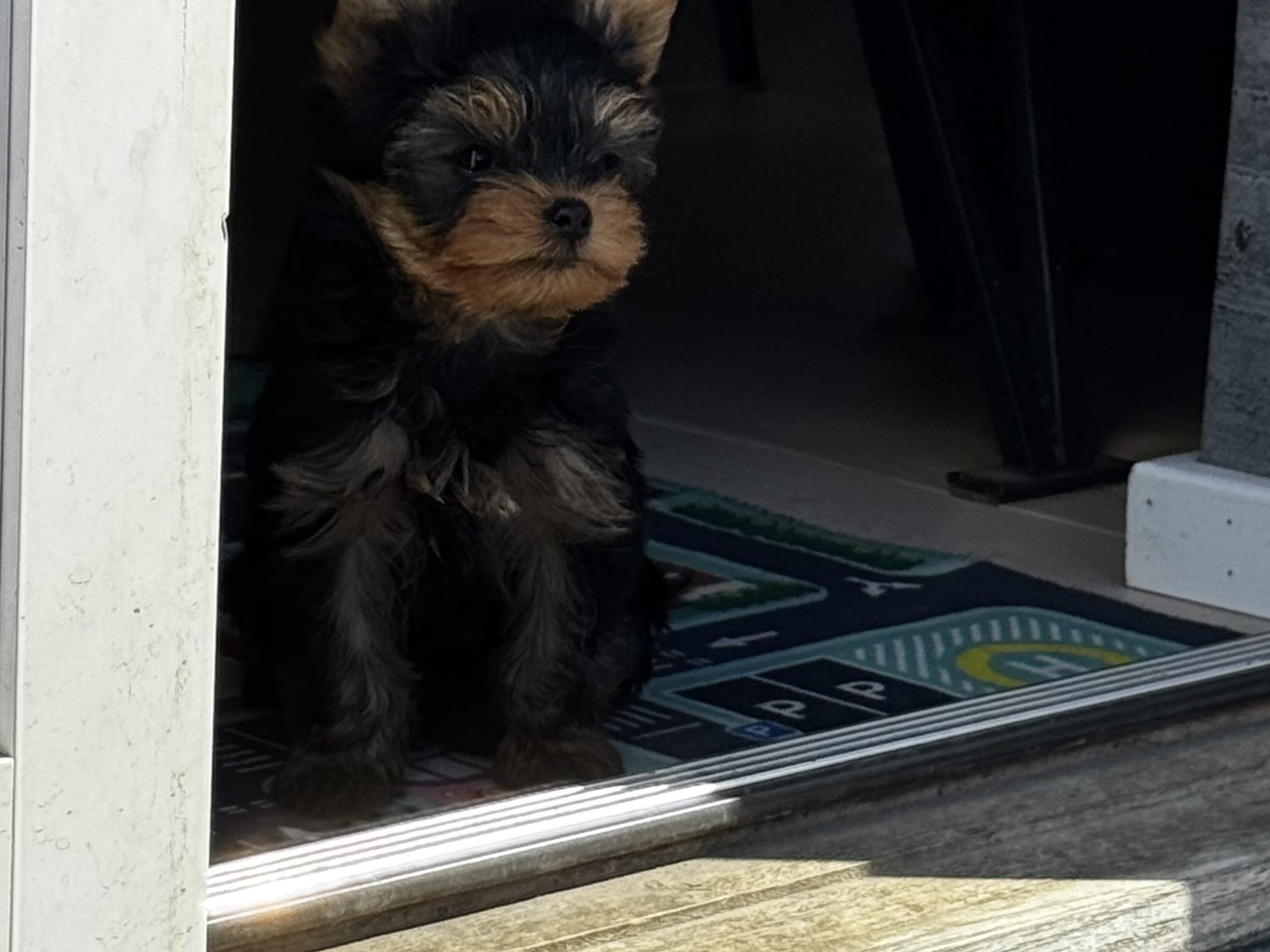 Yorkshire Terrier · Sandefjord · Aleksandra Z.