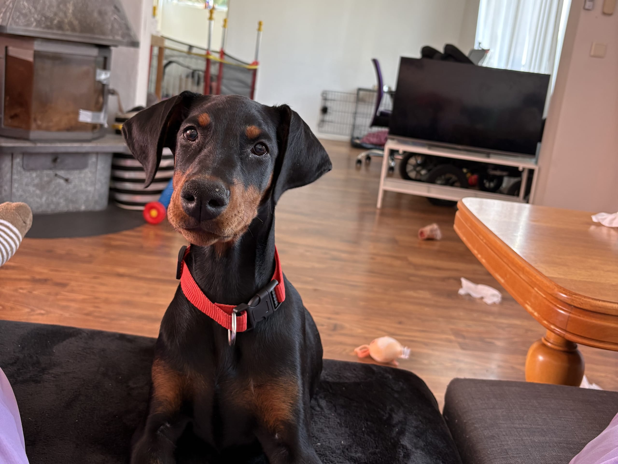 Dobermann