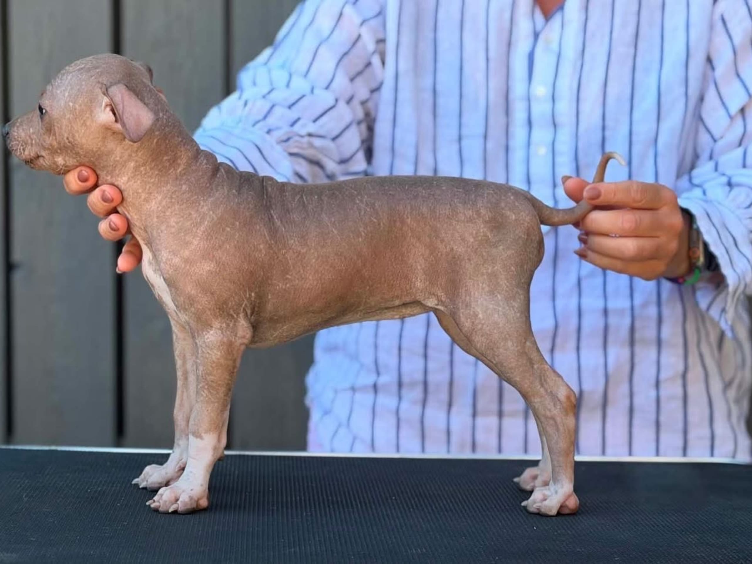 American Hairless Terrier