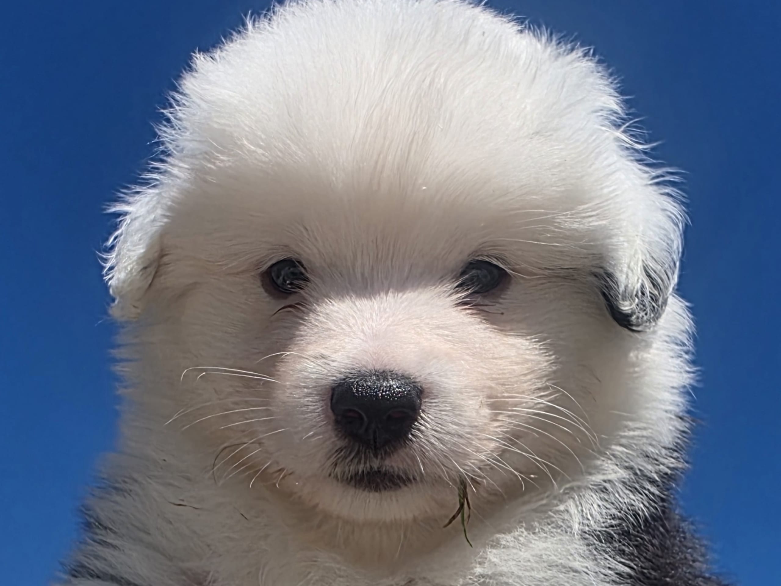 Miniature American Shepherd
