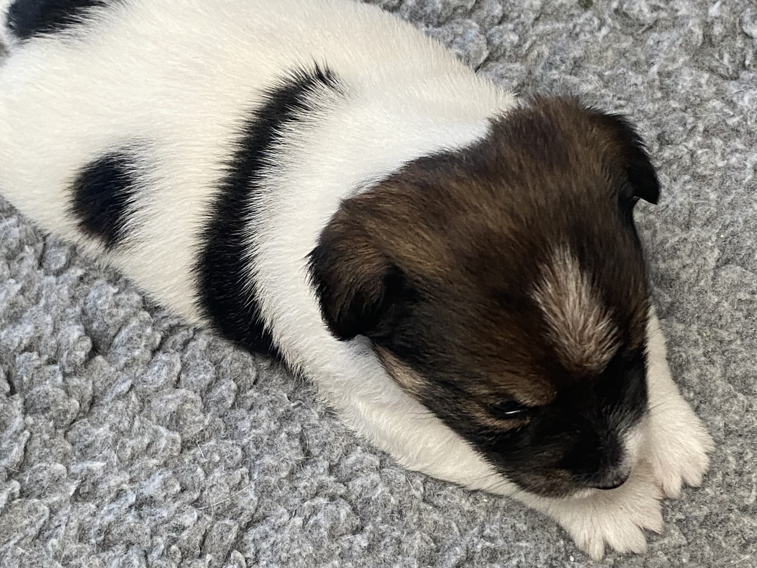 Jack Russell terrier · Varberg · Kennel Beldio’s