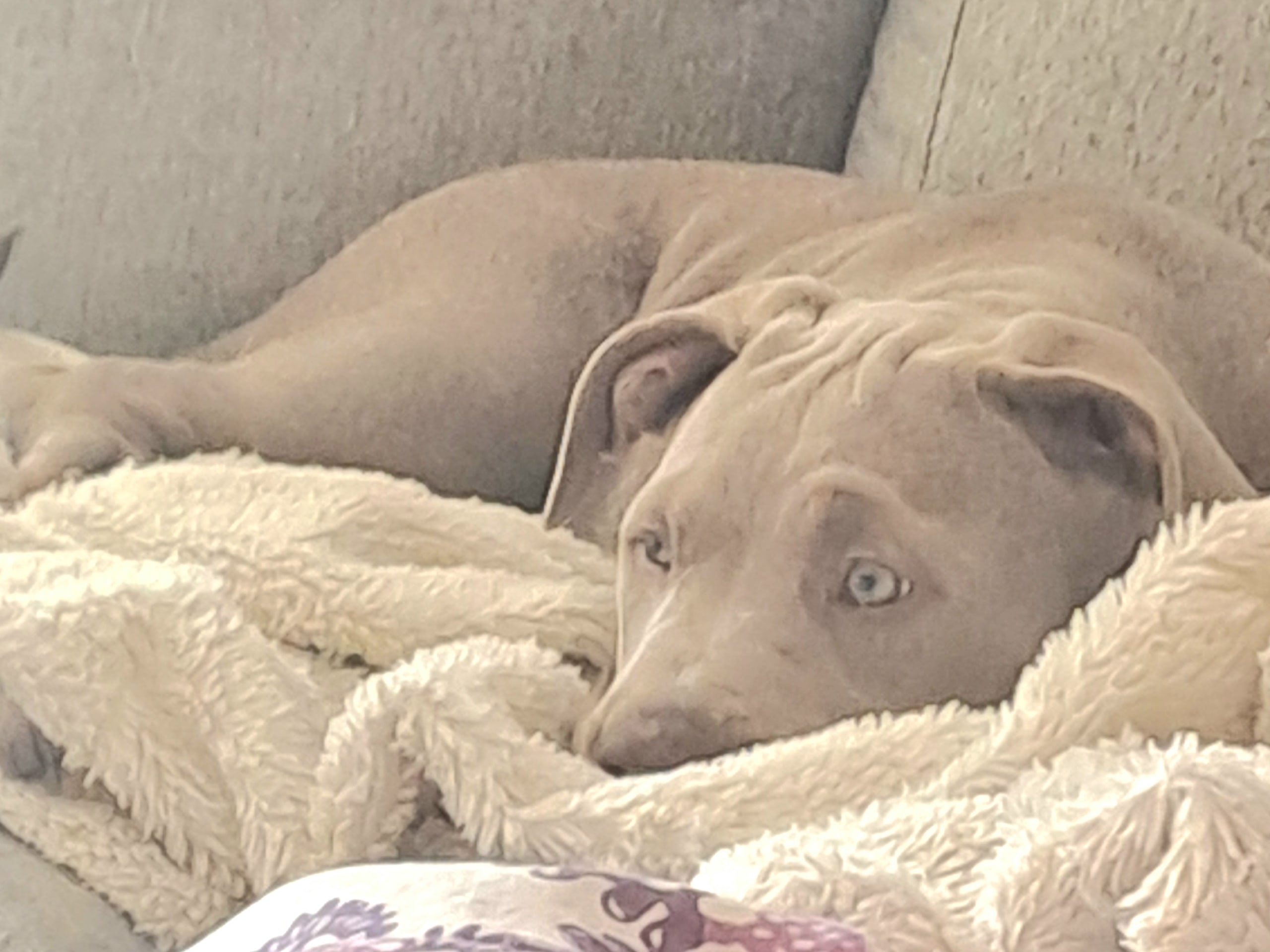American Bully · Torshälla · Emelie R.