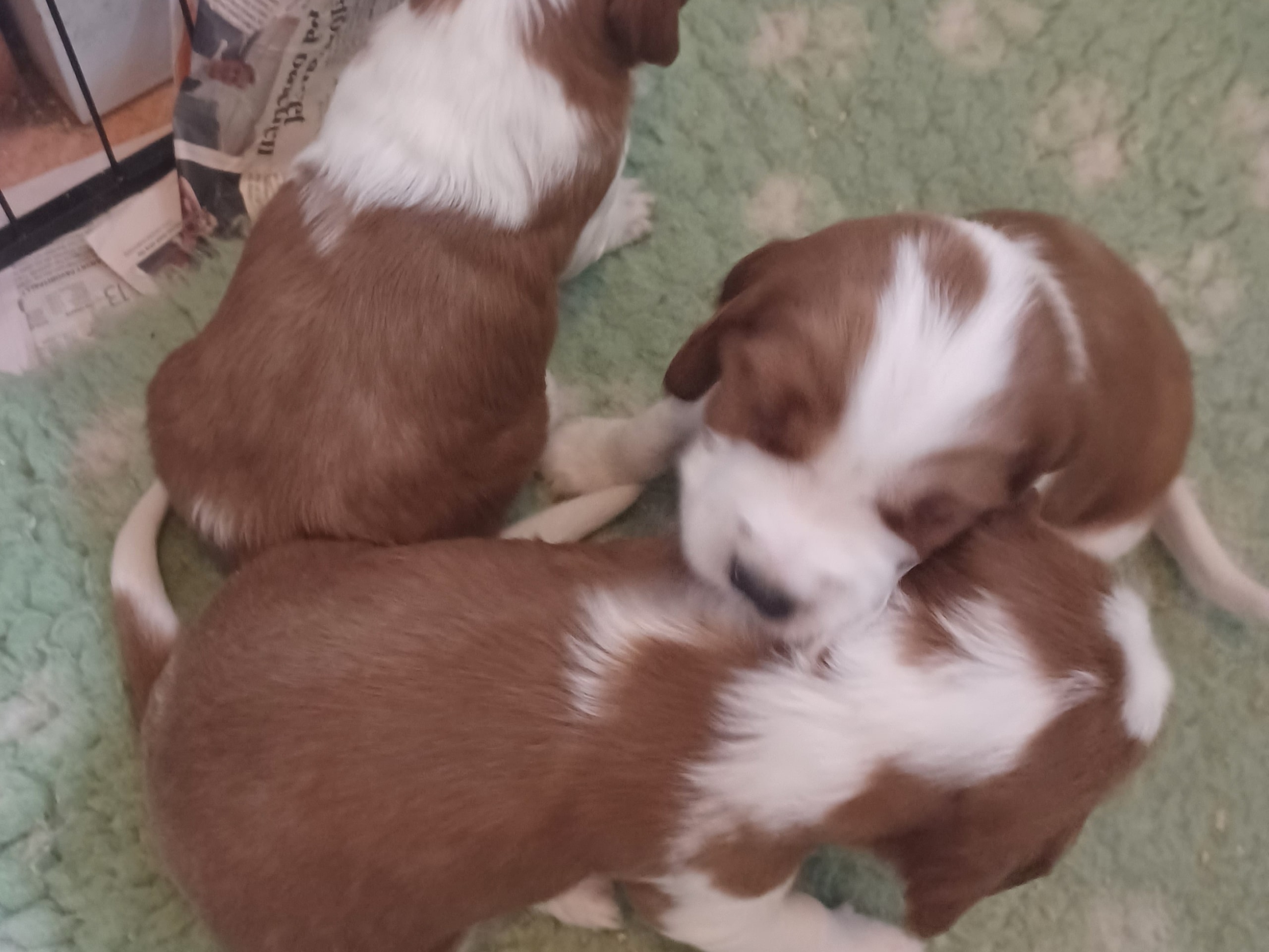 Welsh springer spaniel