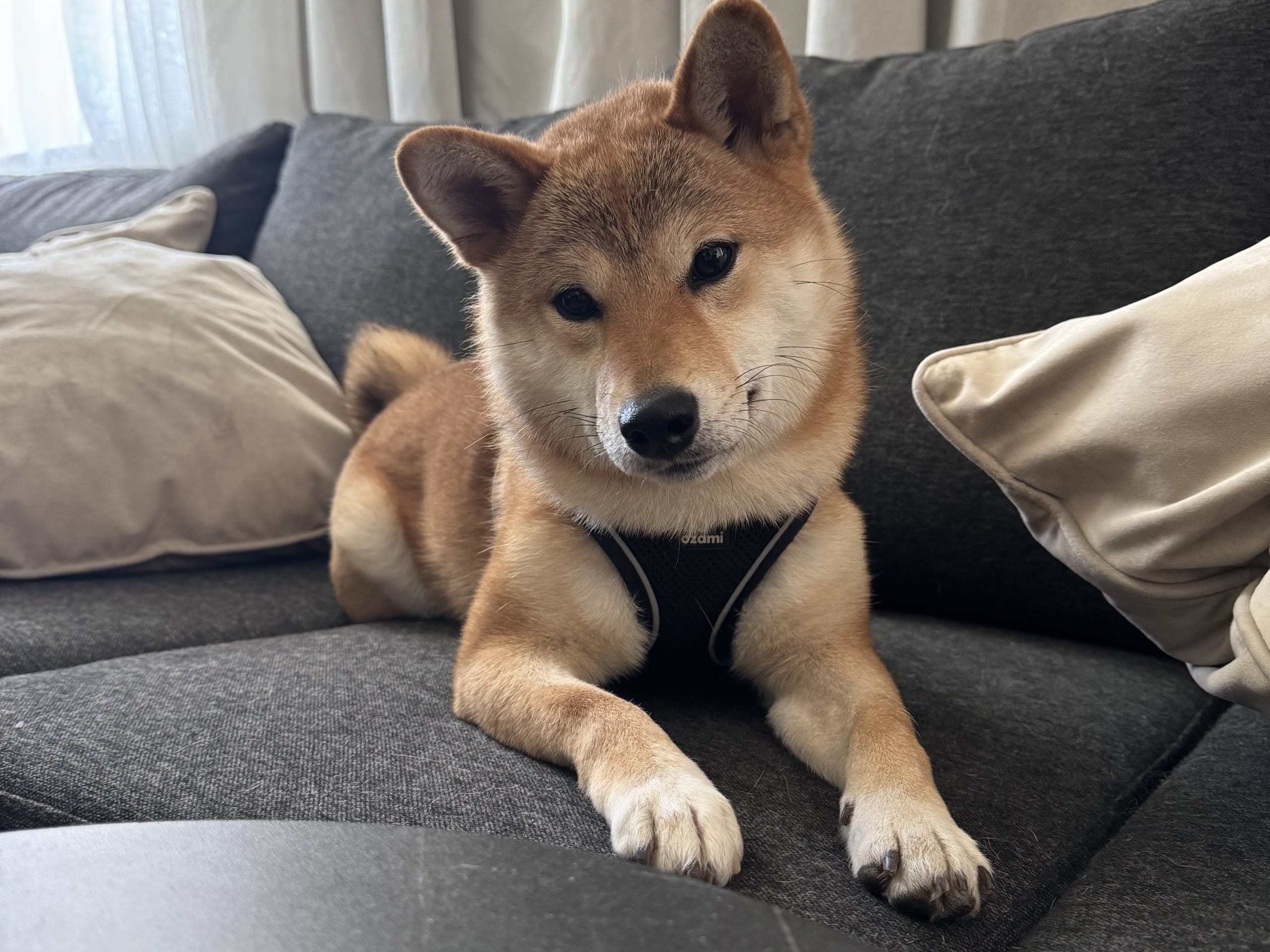 Shiba