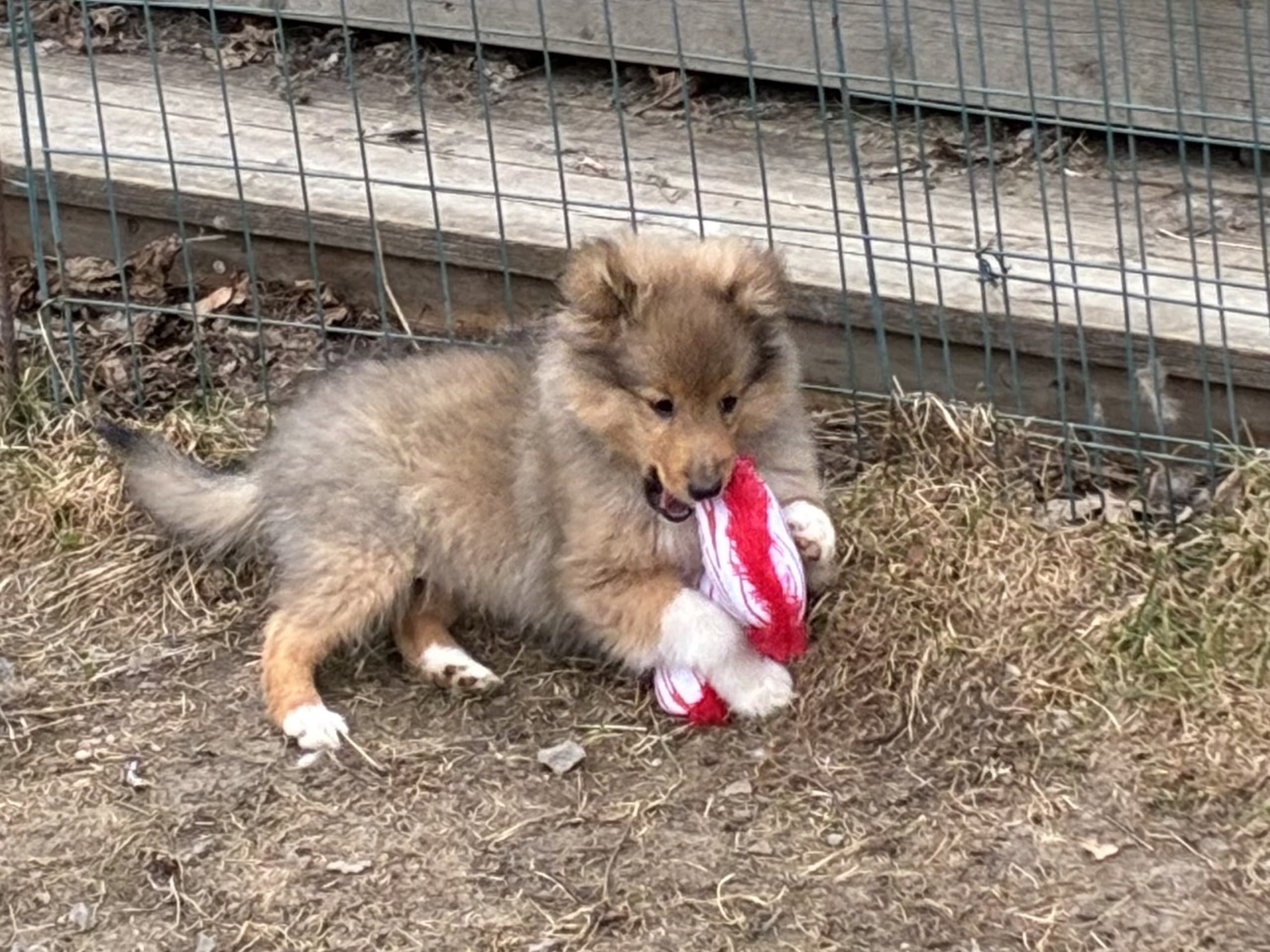 Shetland sheepdog