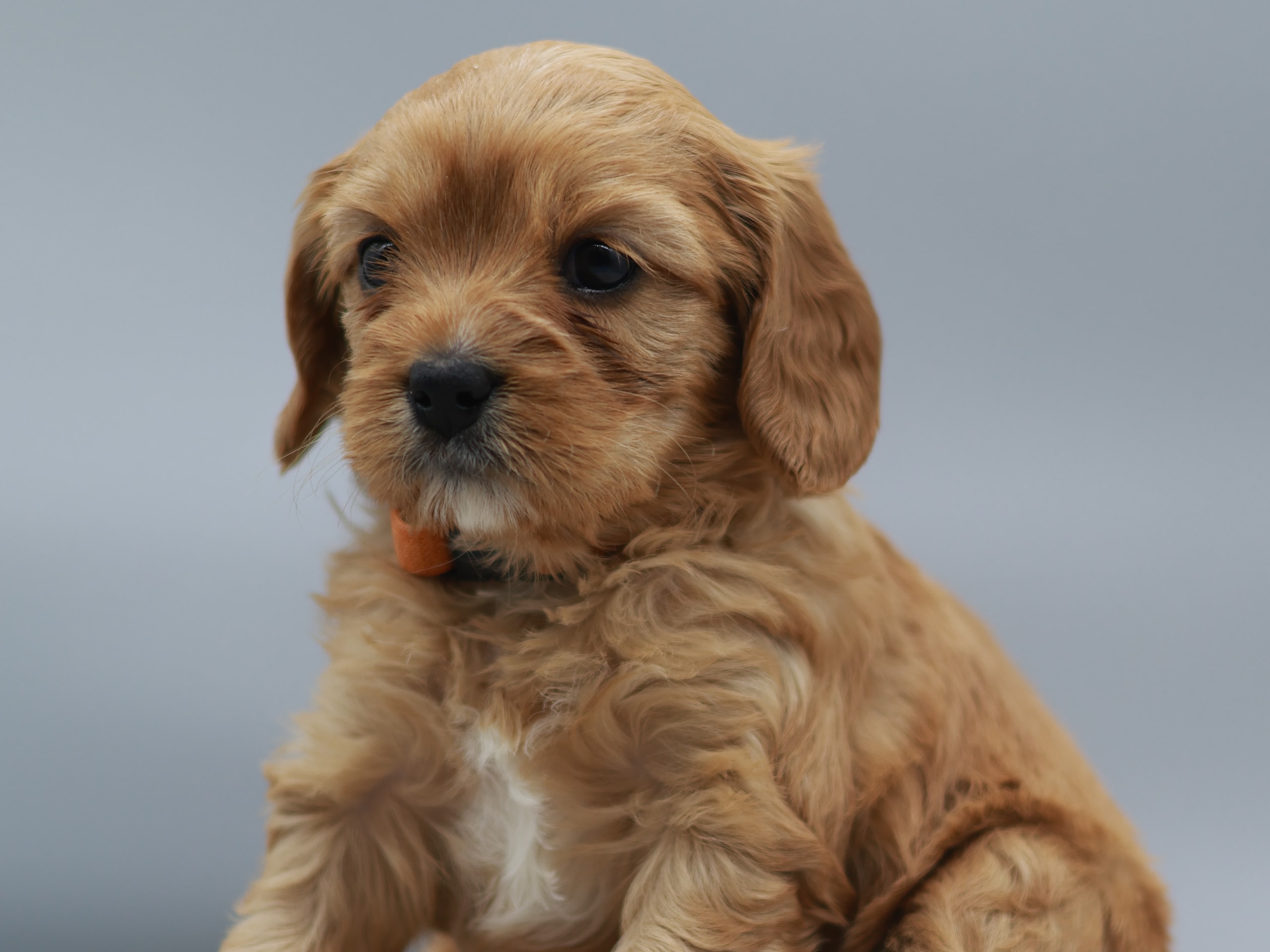 Cavapoo