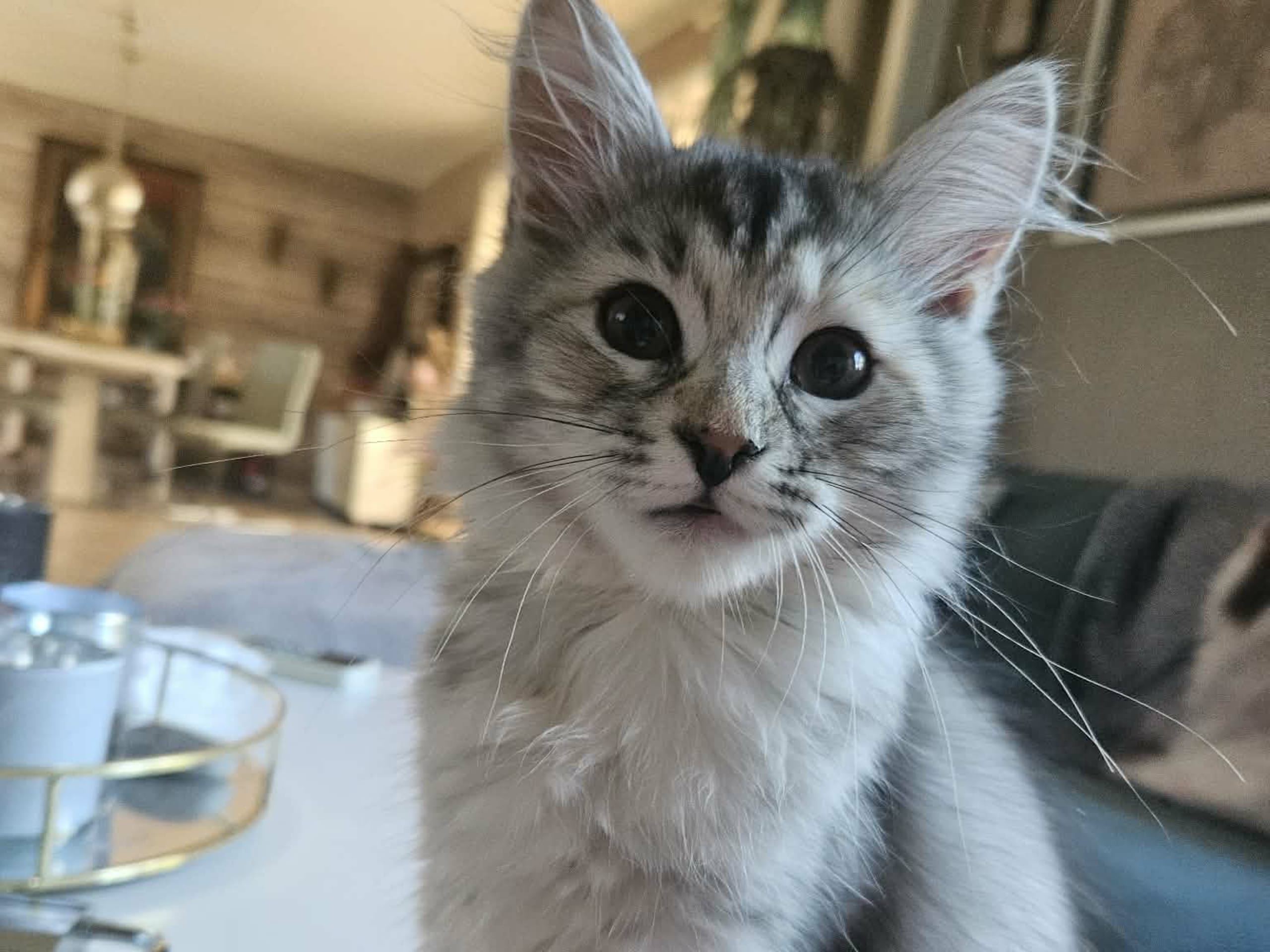Sibirisk katt