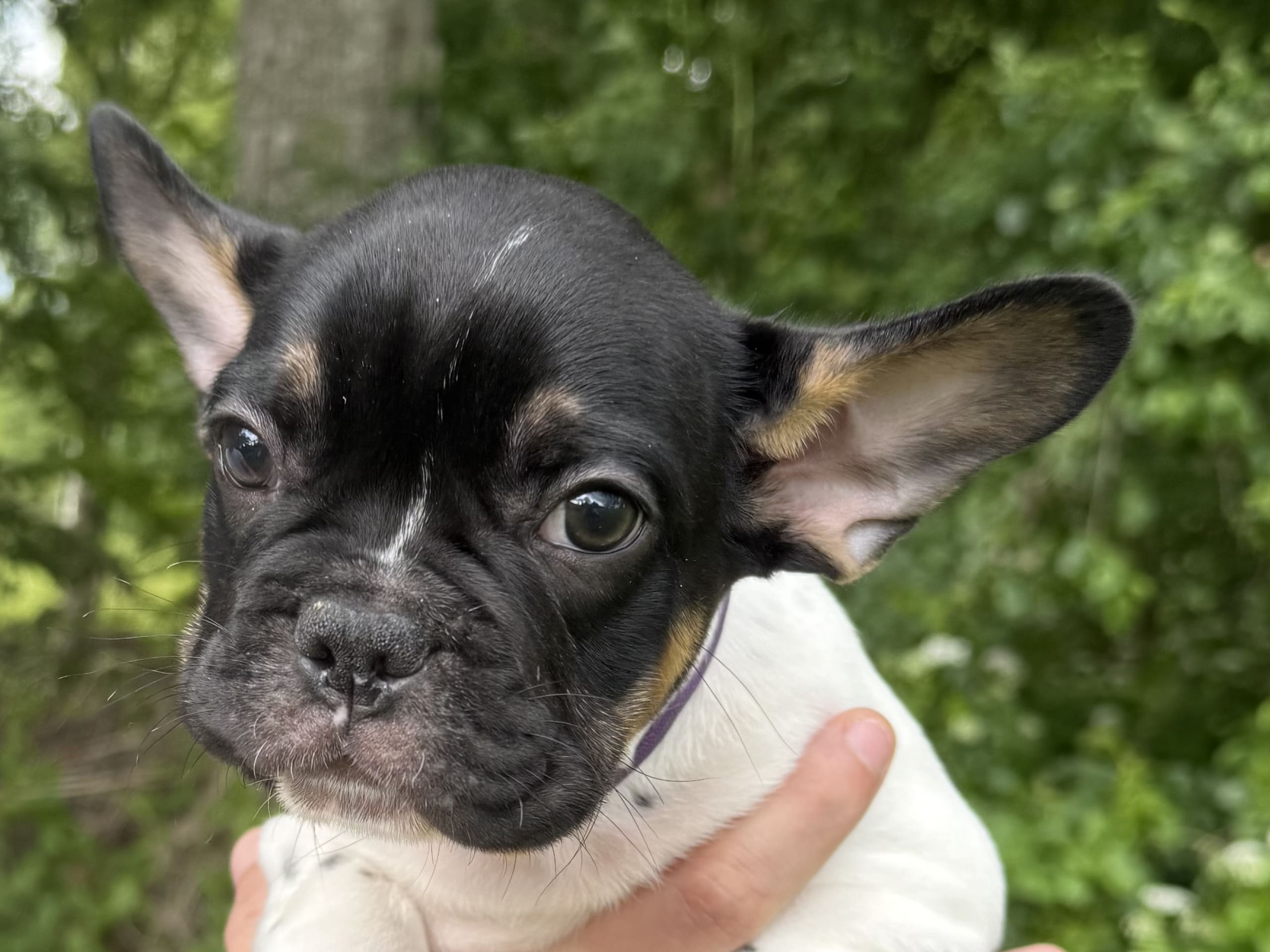 French Bulldog · Knäred · Pontiacbulldogs