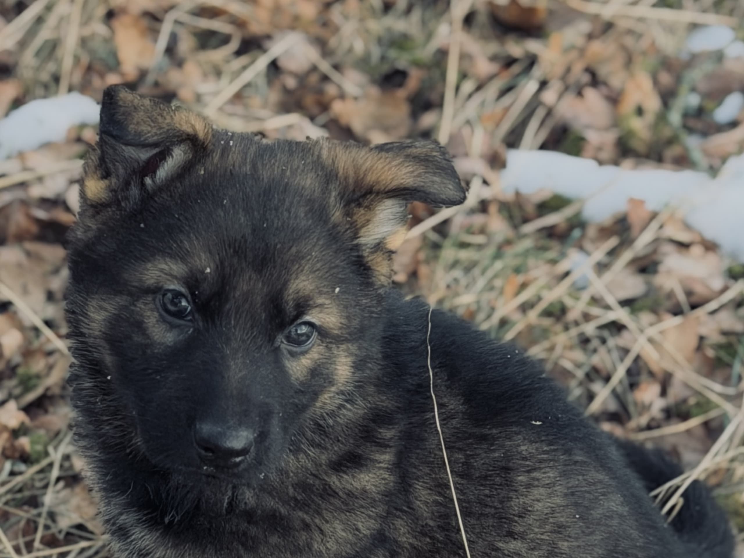 Schäferhund