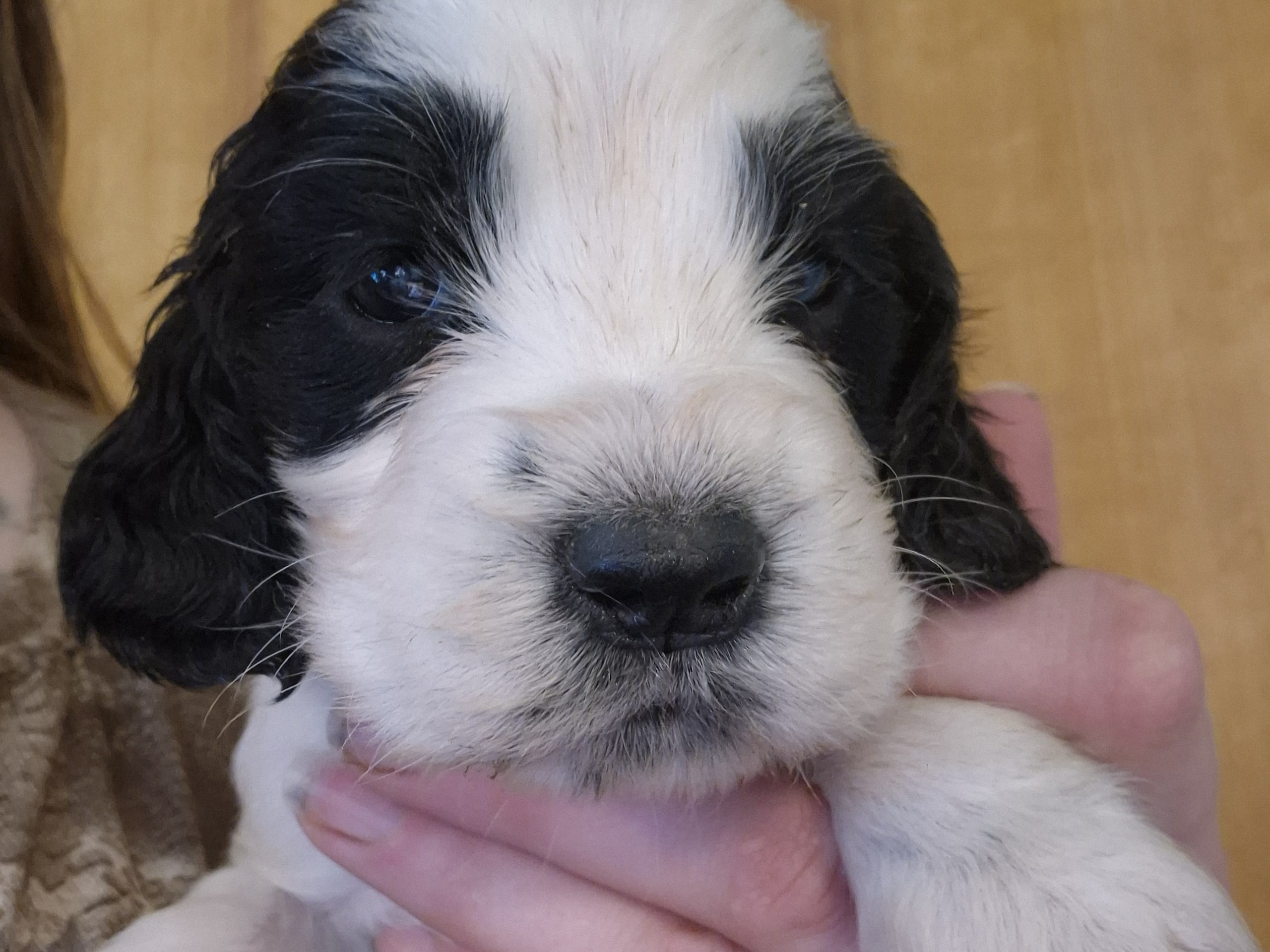 Engelsk springer spaniel