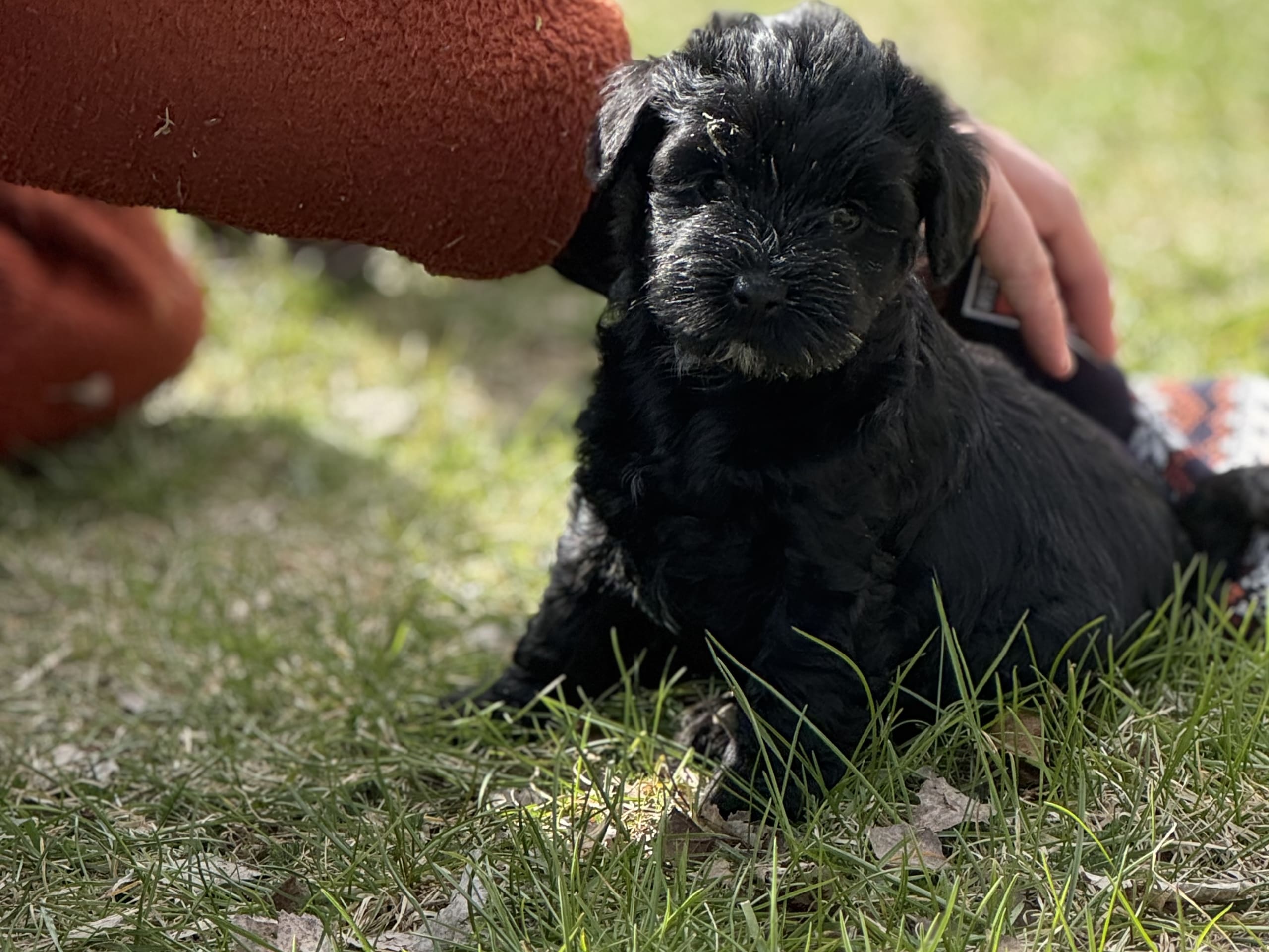 Tibetansk terrier