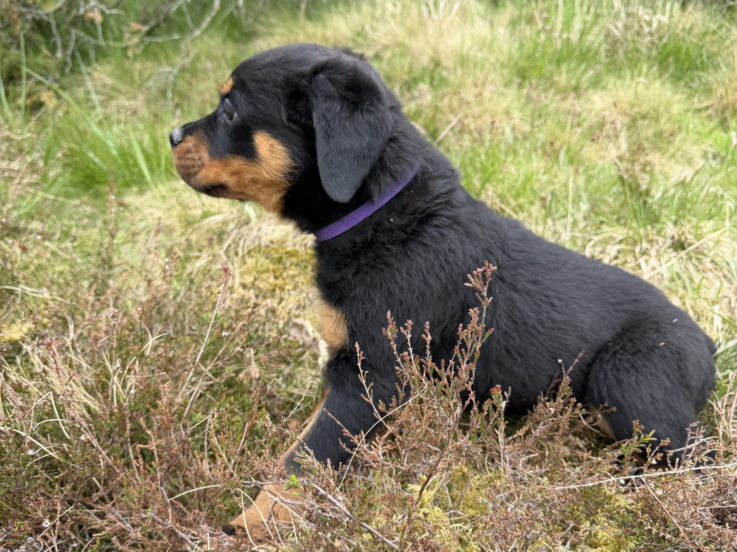 Rottweiler