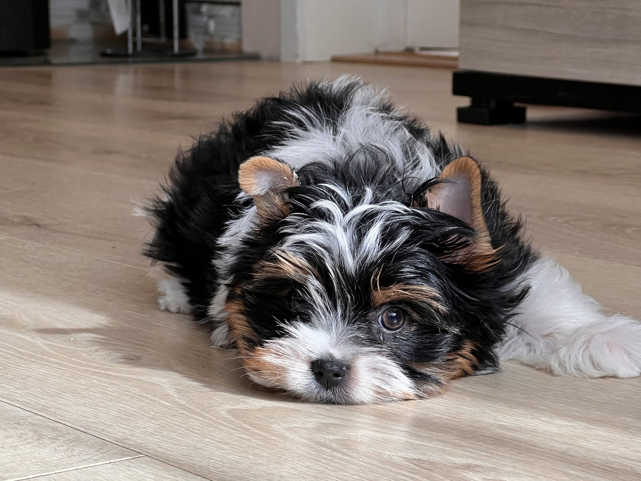 Biewer terrier