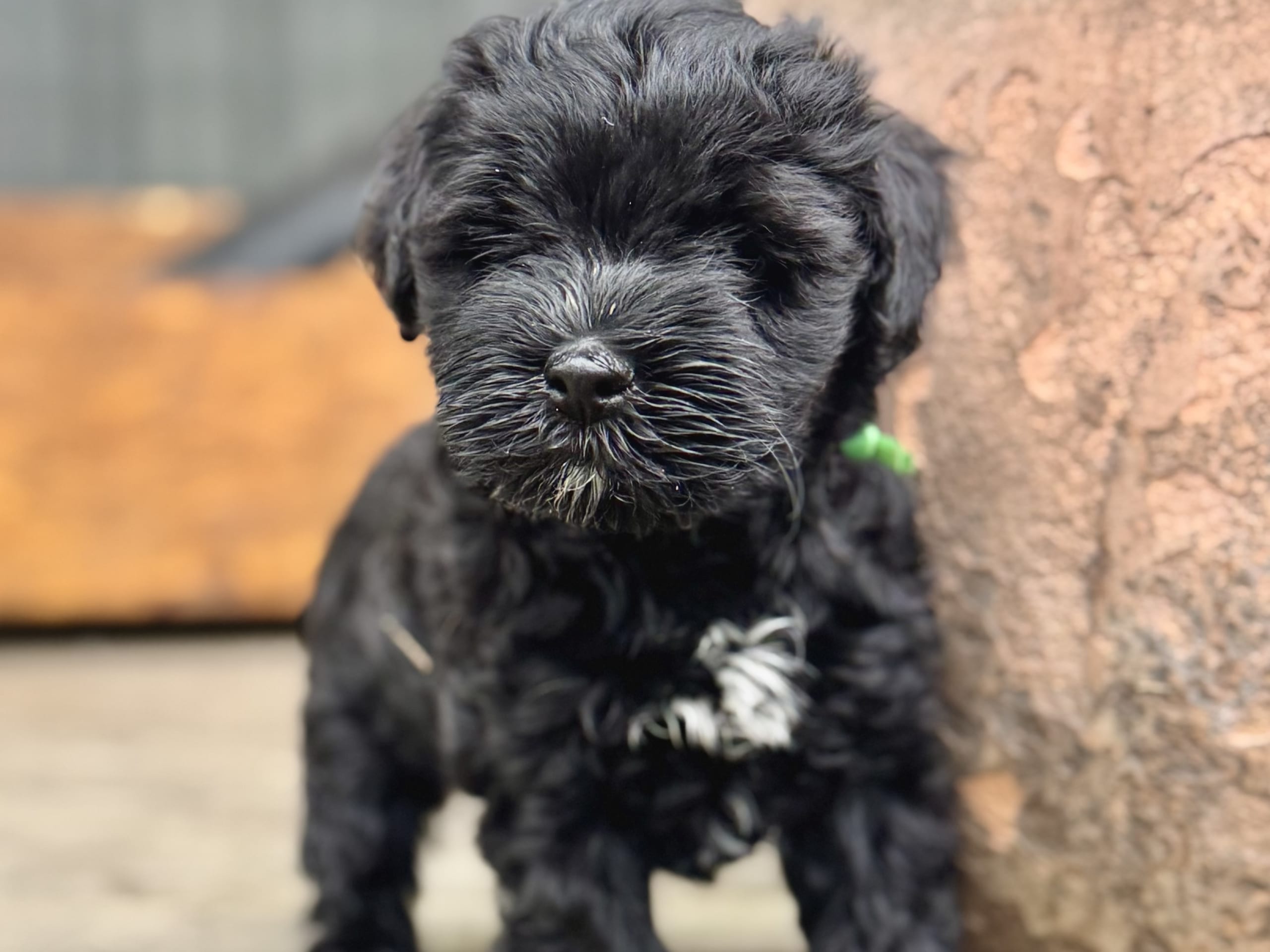 Tibetansk terrier