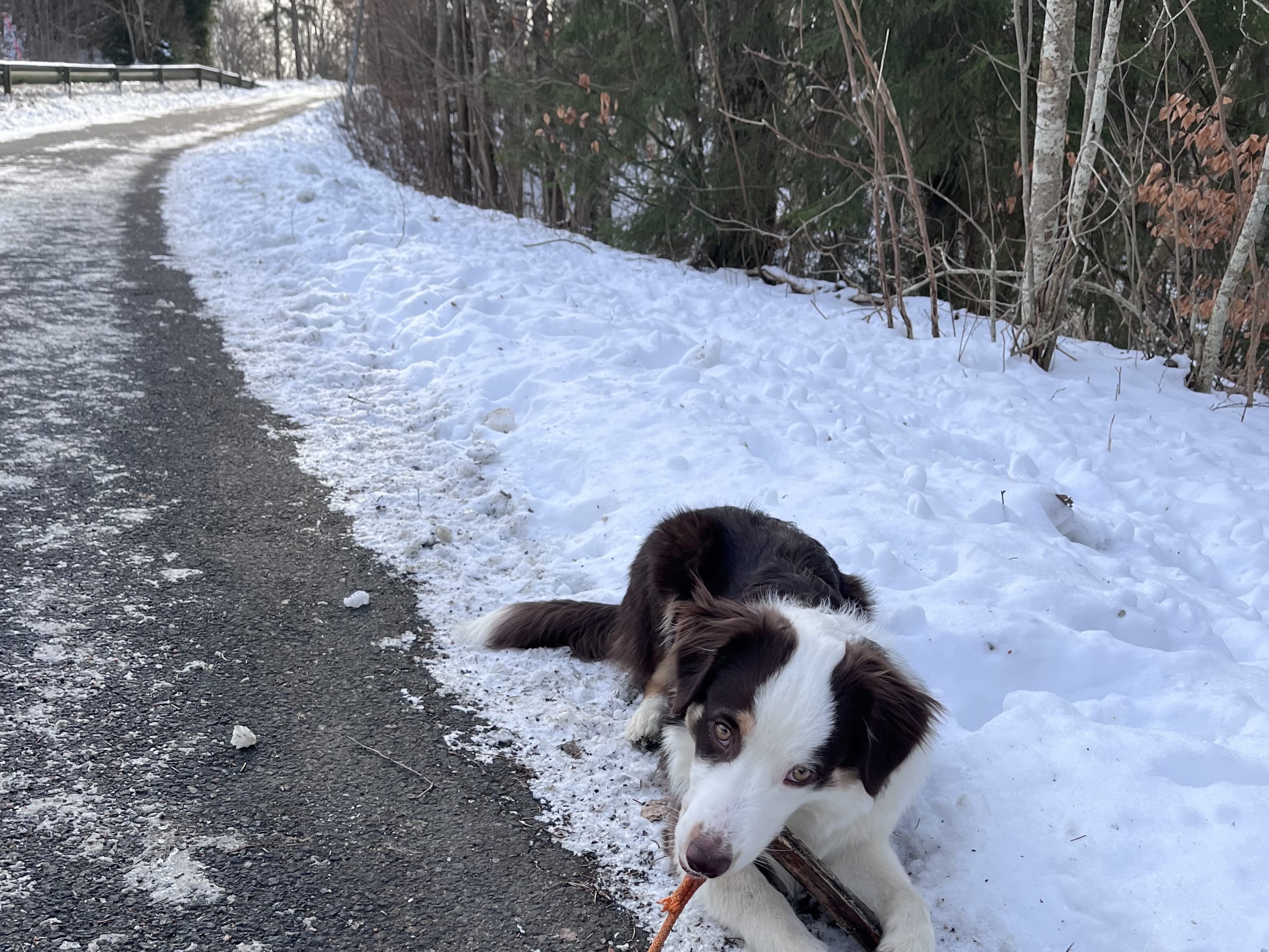 Miniature american shepherd · Alingsås · Anna F.