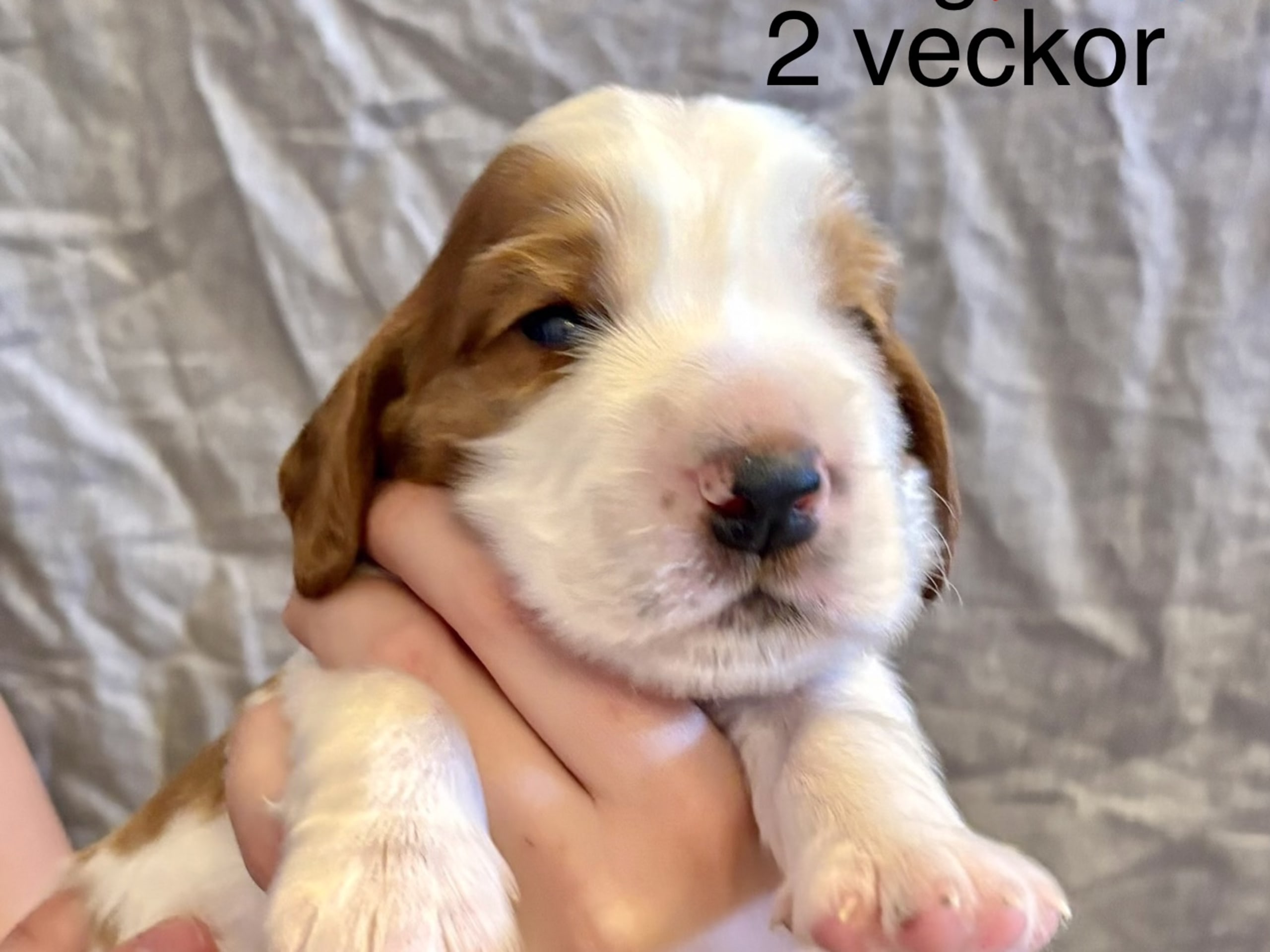 Welsh springer spaniel