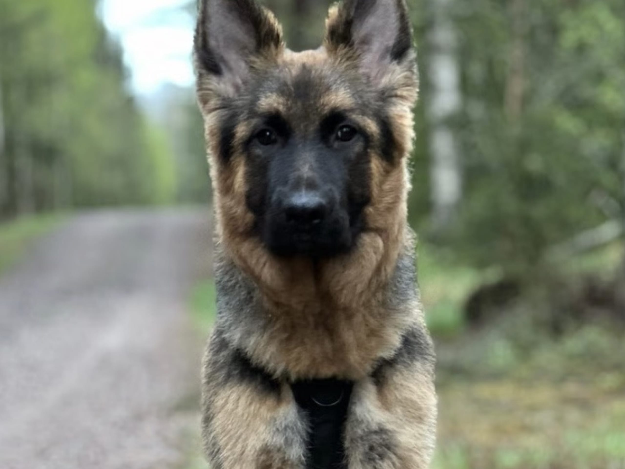 Schäferhund