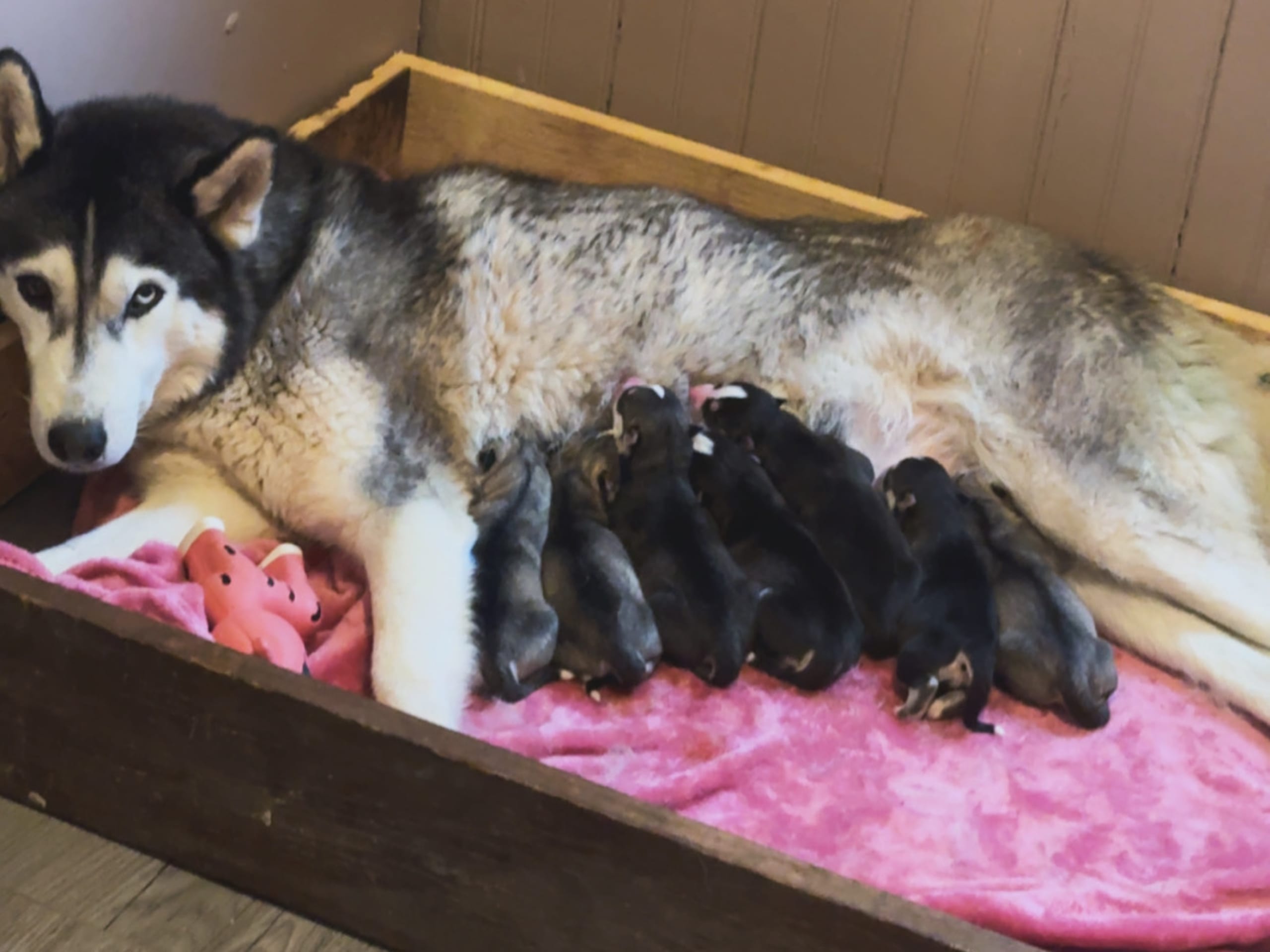 Siberian husky