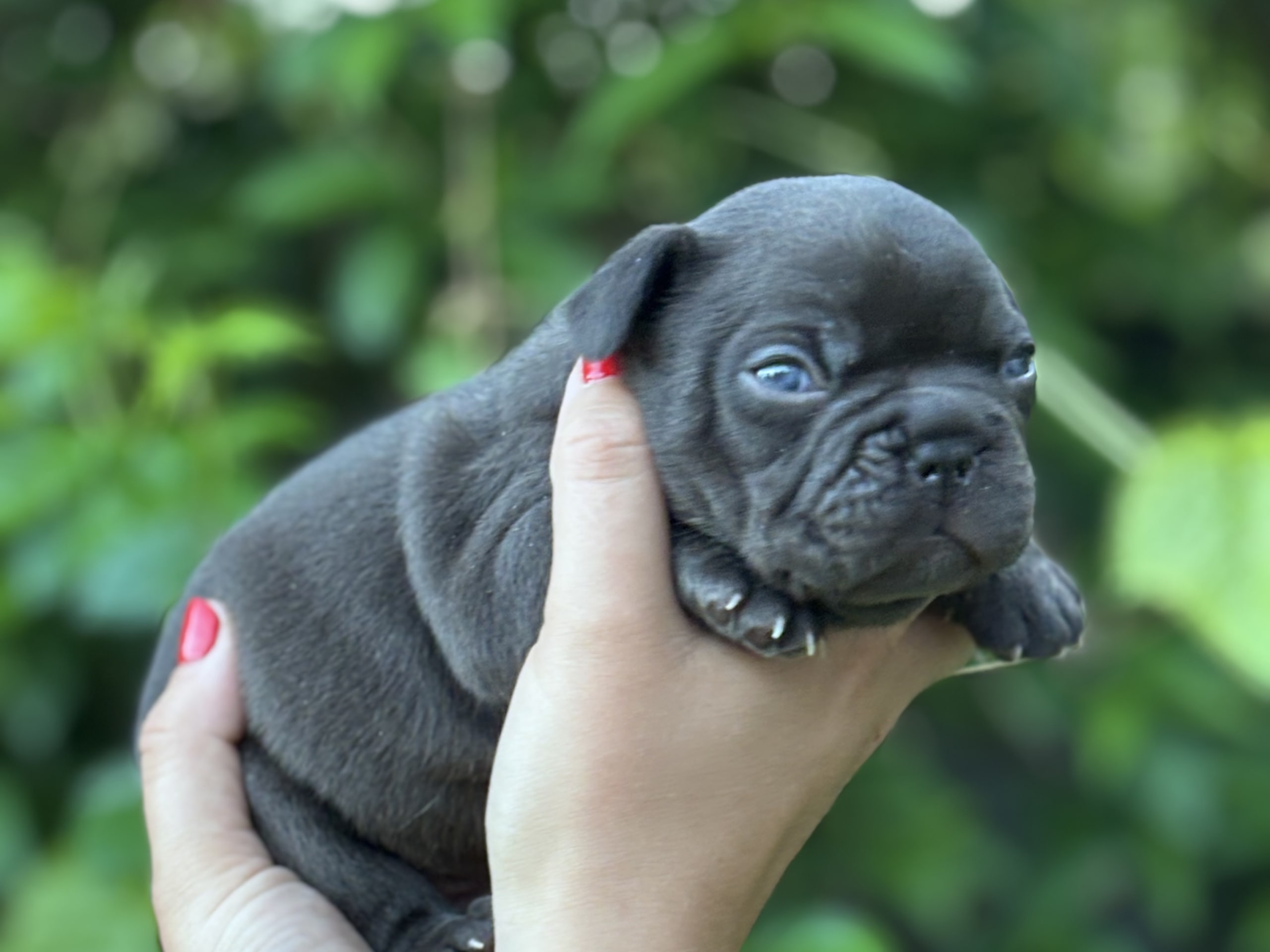 Fransk bulldogg · Kinna · Rosa’s kennel
