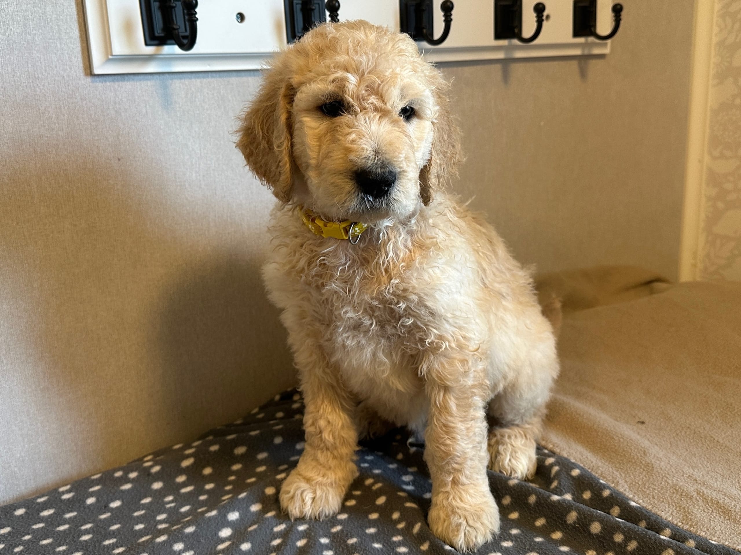 Goldendoodle