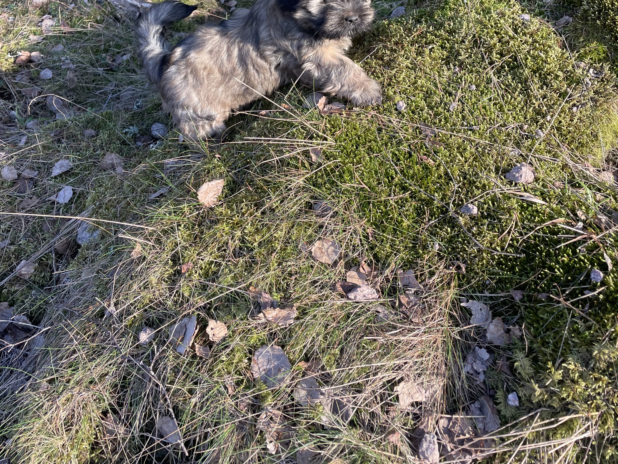 Lhasa apso