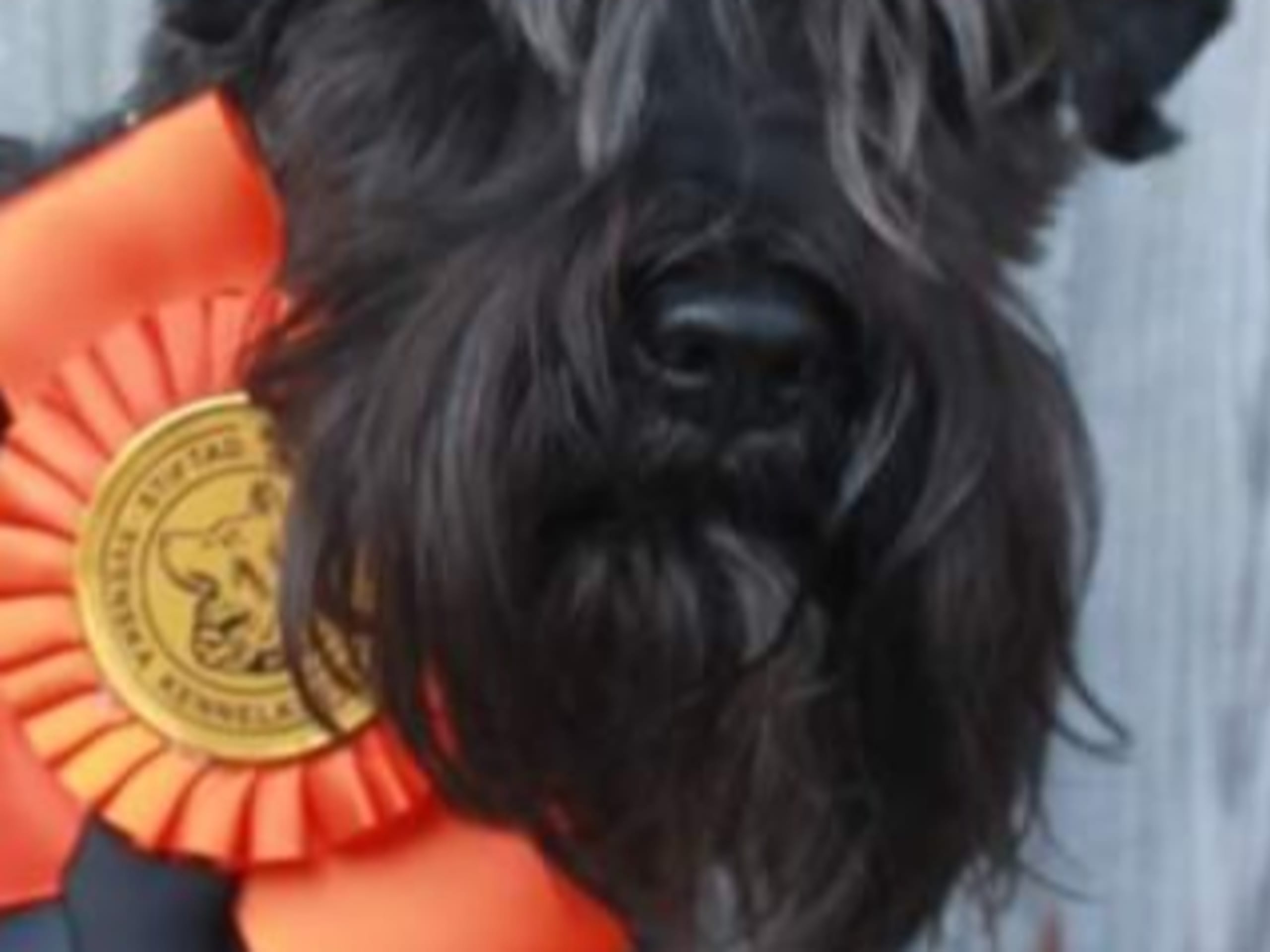 Dvärgschnauzer