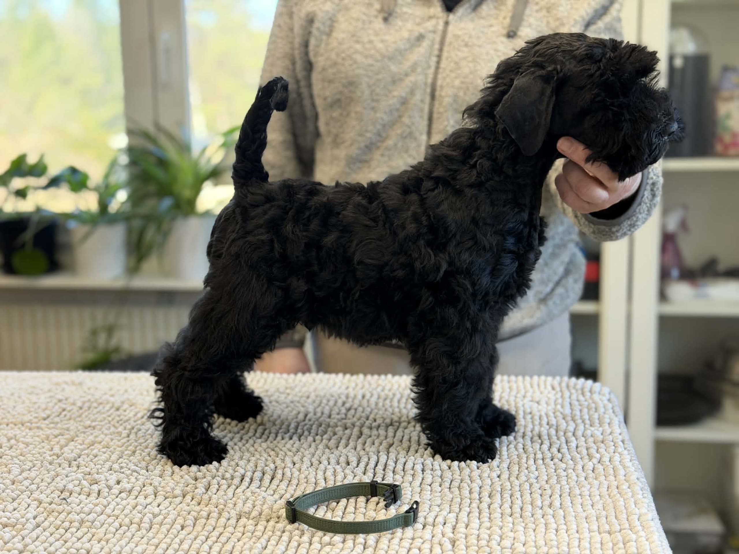 Kerry blue terrier