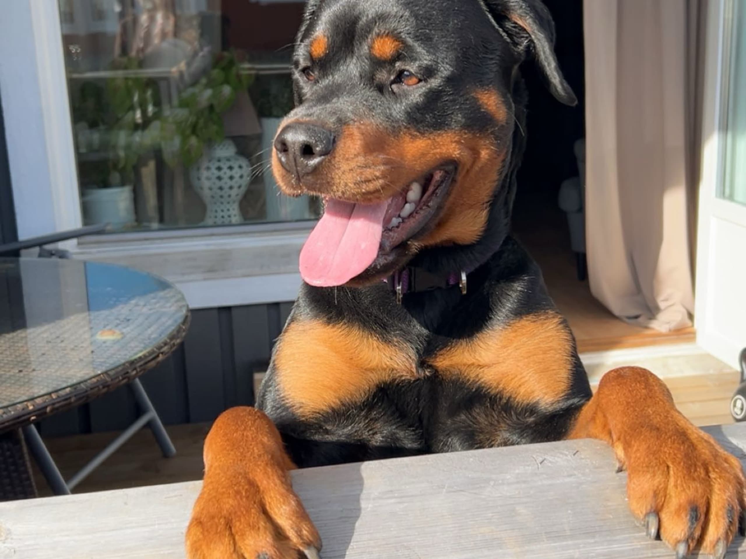 Rottweiler · Eksjö · sofia l.