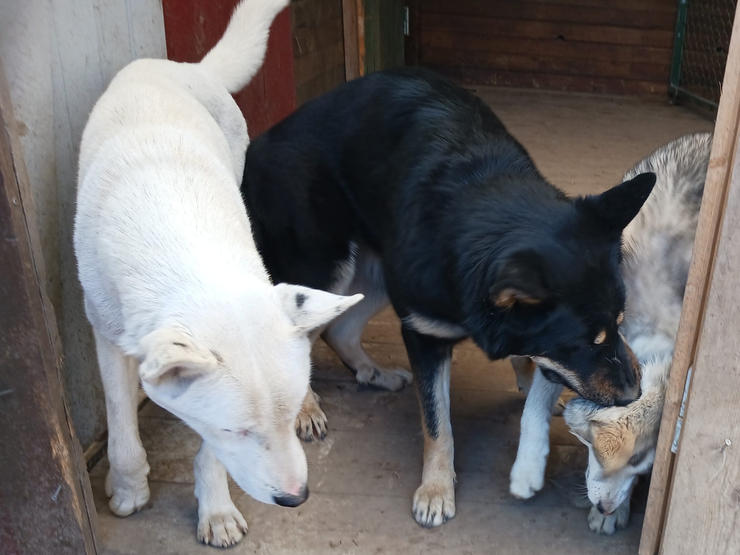 Sibirian husky- Schäfer · Sollefteå · Kenneth J.