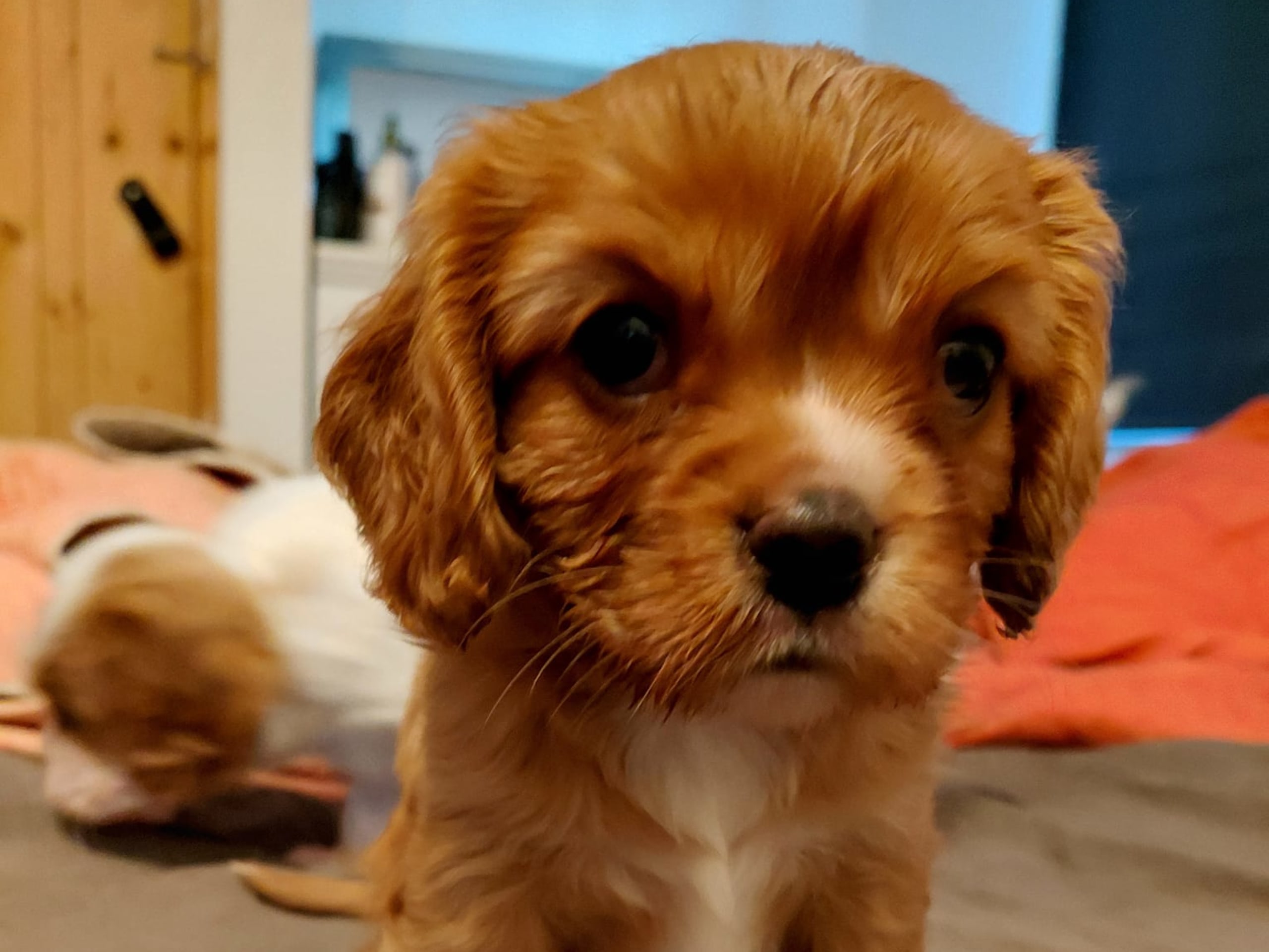 Cavalier king charles spaniel · Skinnskatteberg · Helene L.