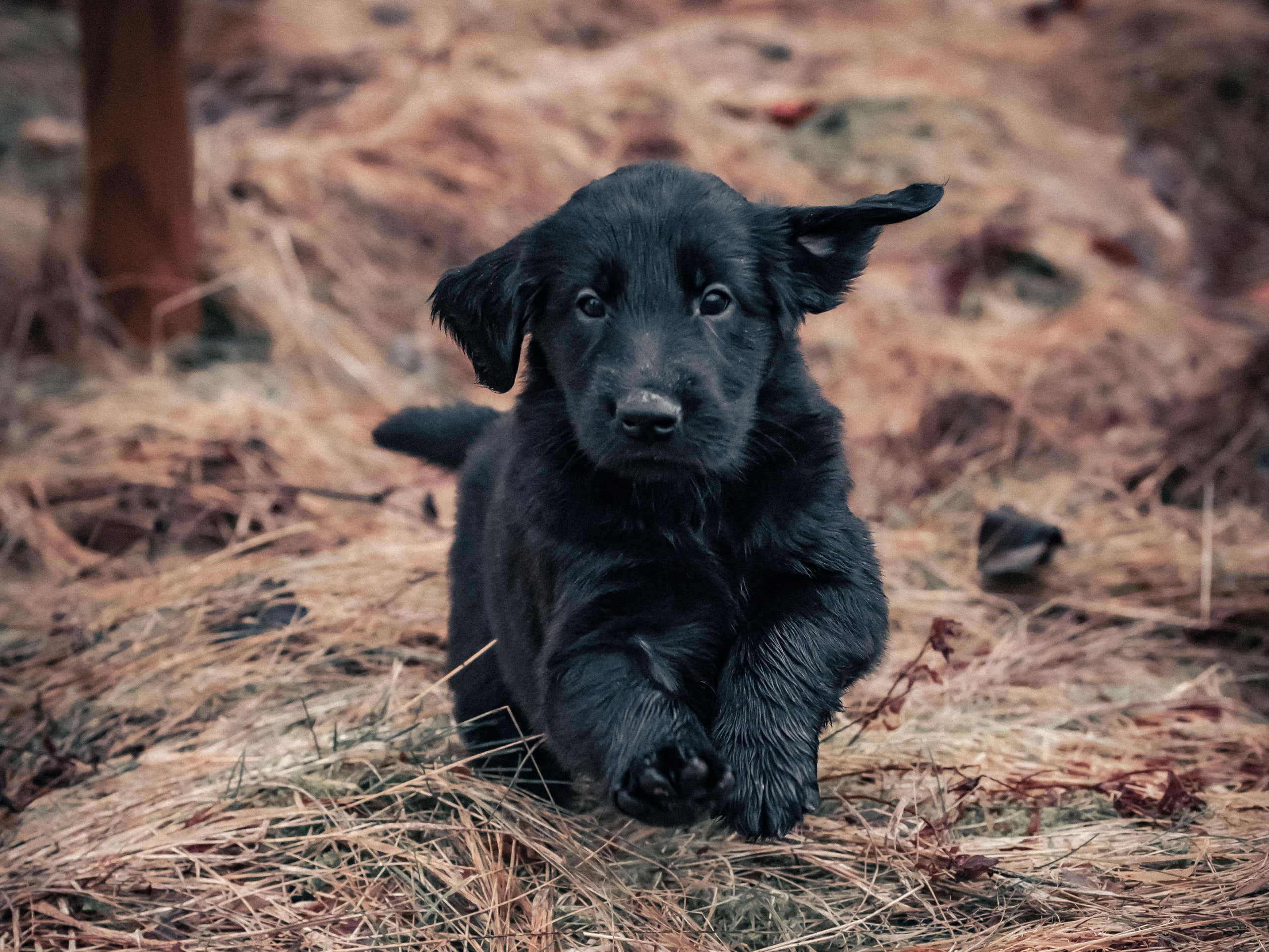 Flatcoated retriever