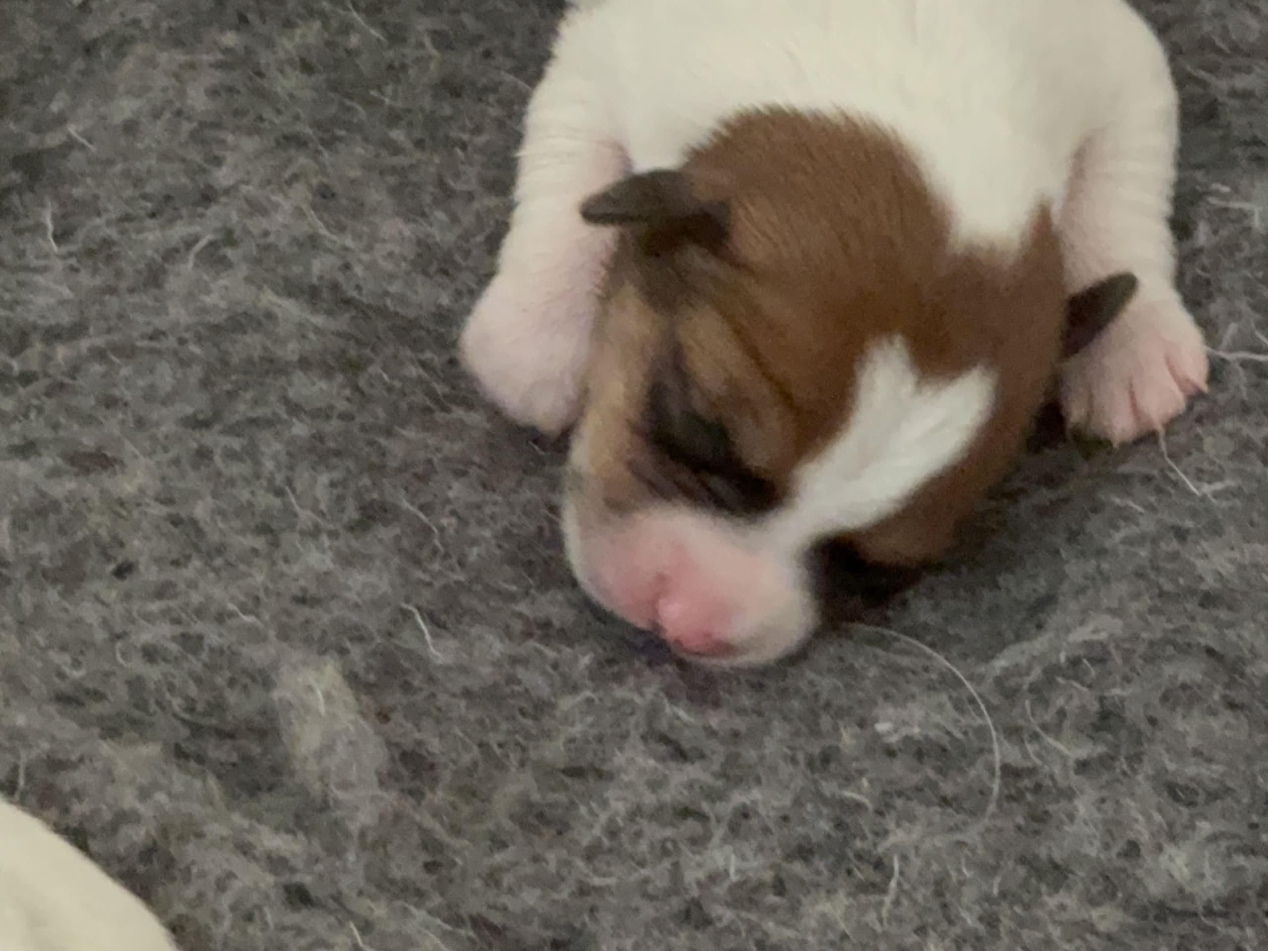 Jack Russell Terrier · Kristianstad · S'Wagger Tail