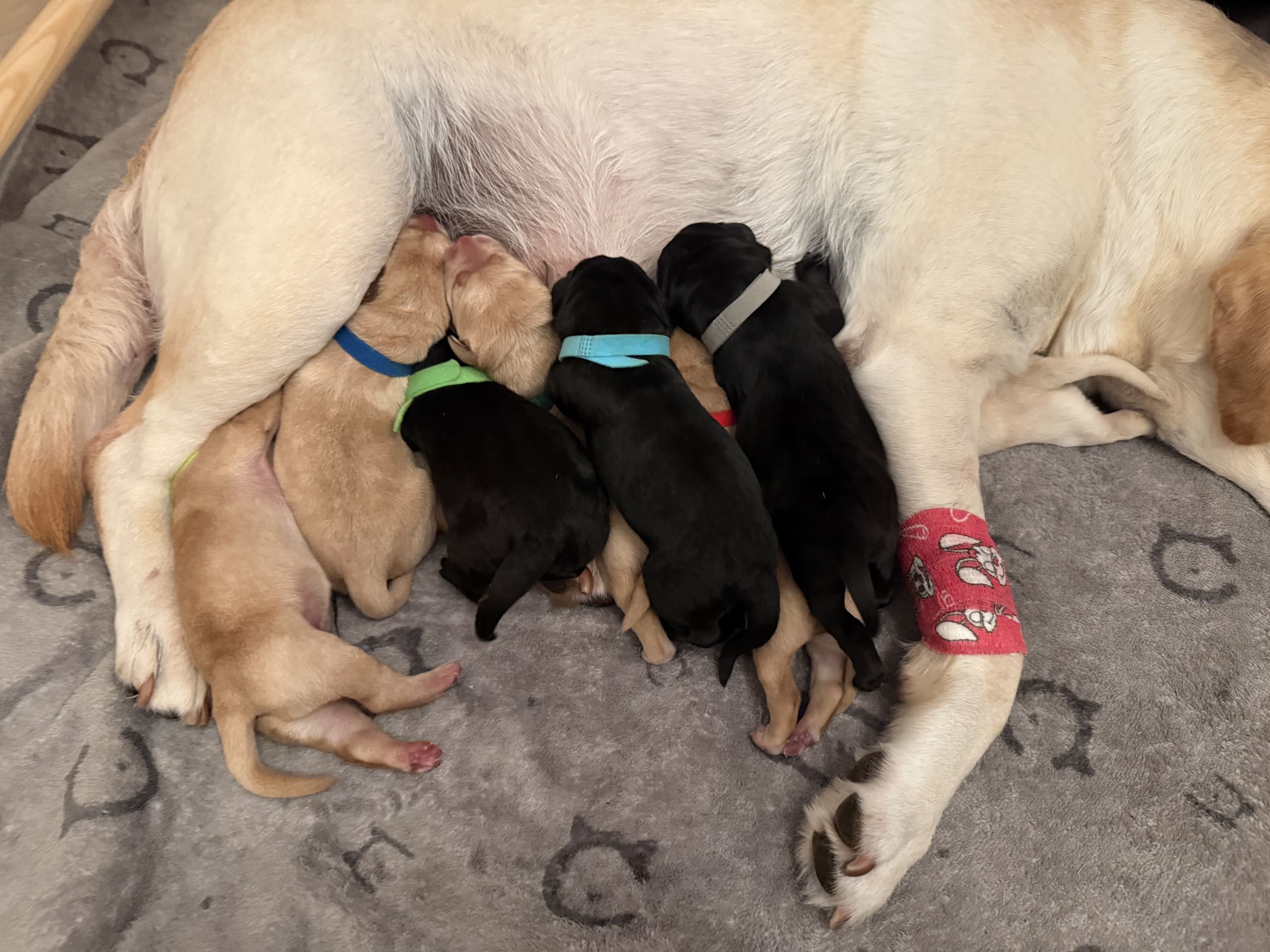 Labrador Retriever · Svärtinge · Blankgölens kennel