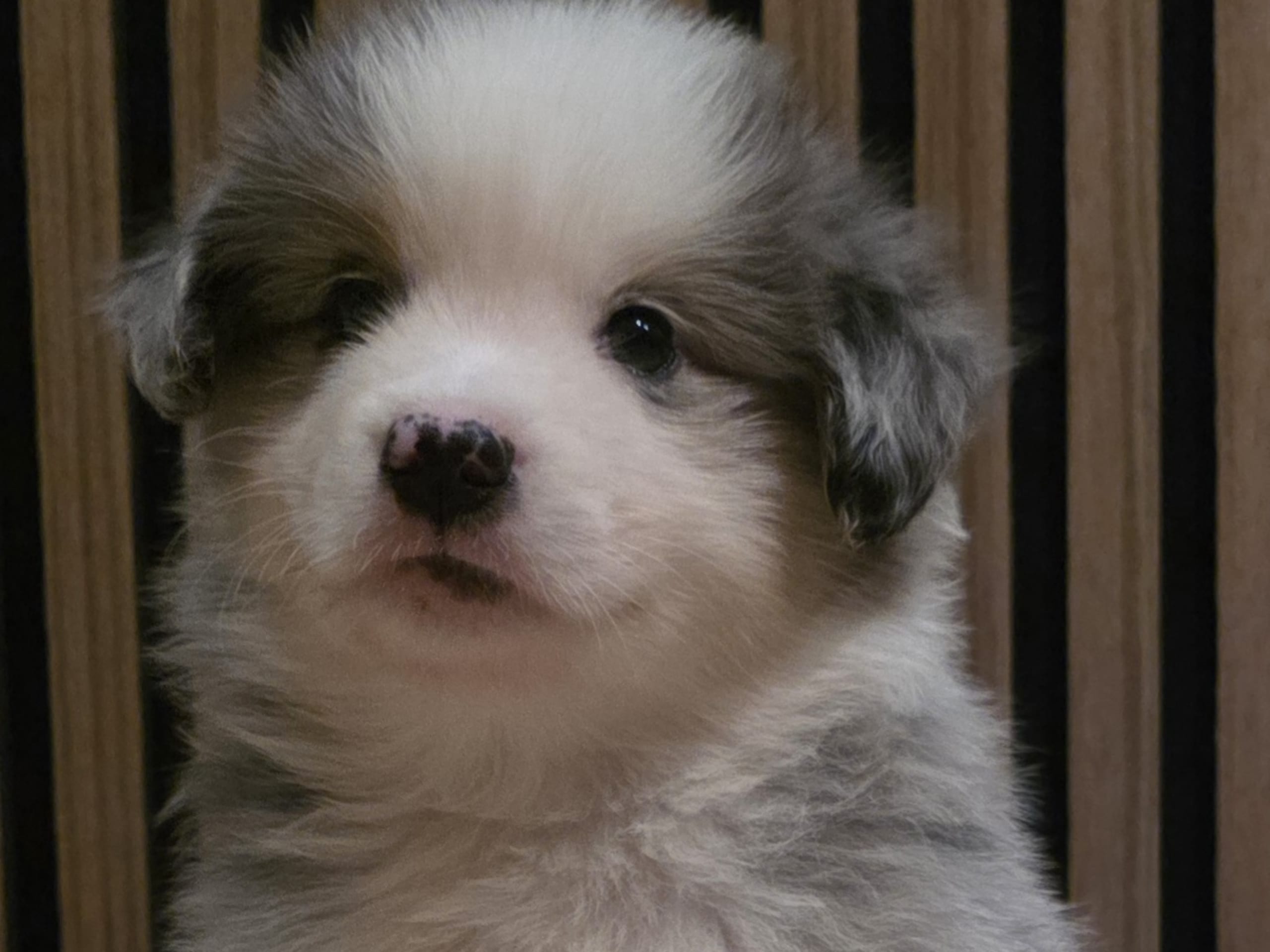 Miniature American Shepherd