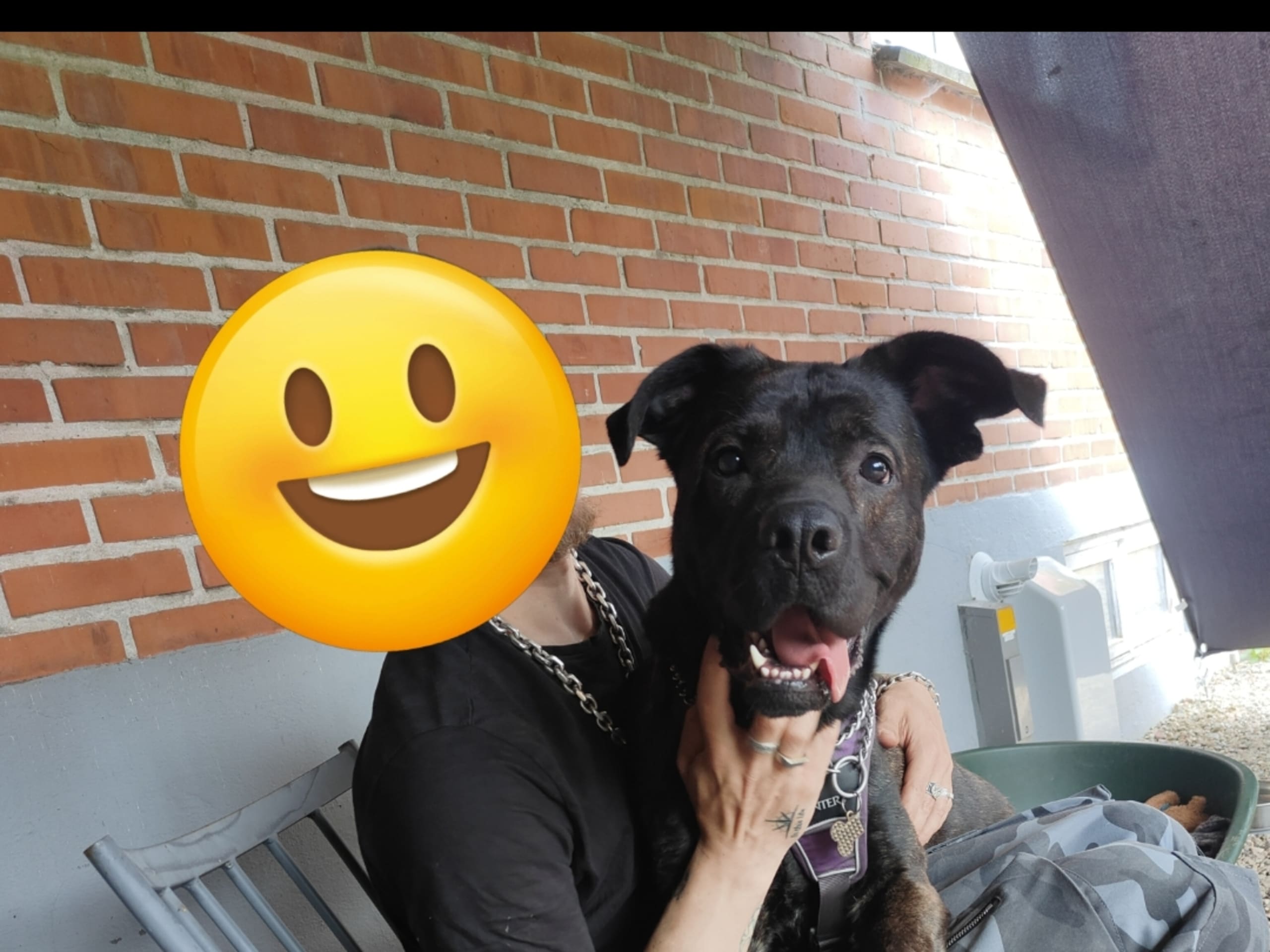 Cane Corso