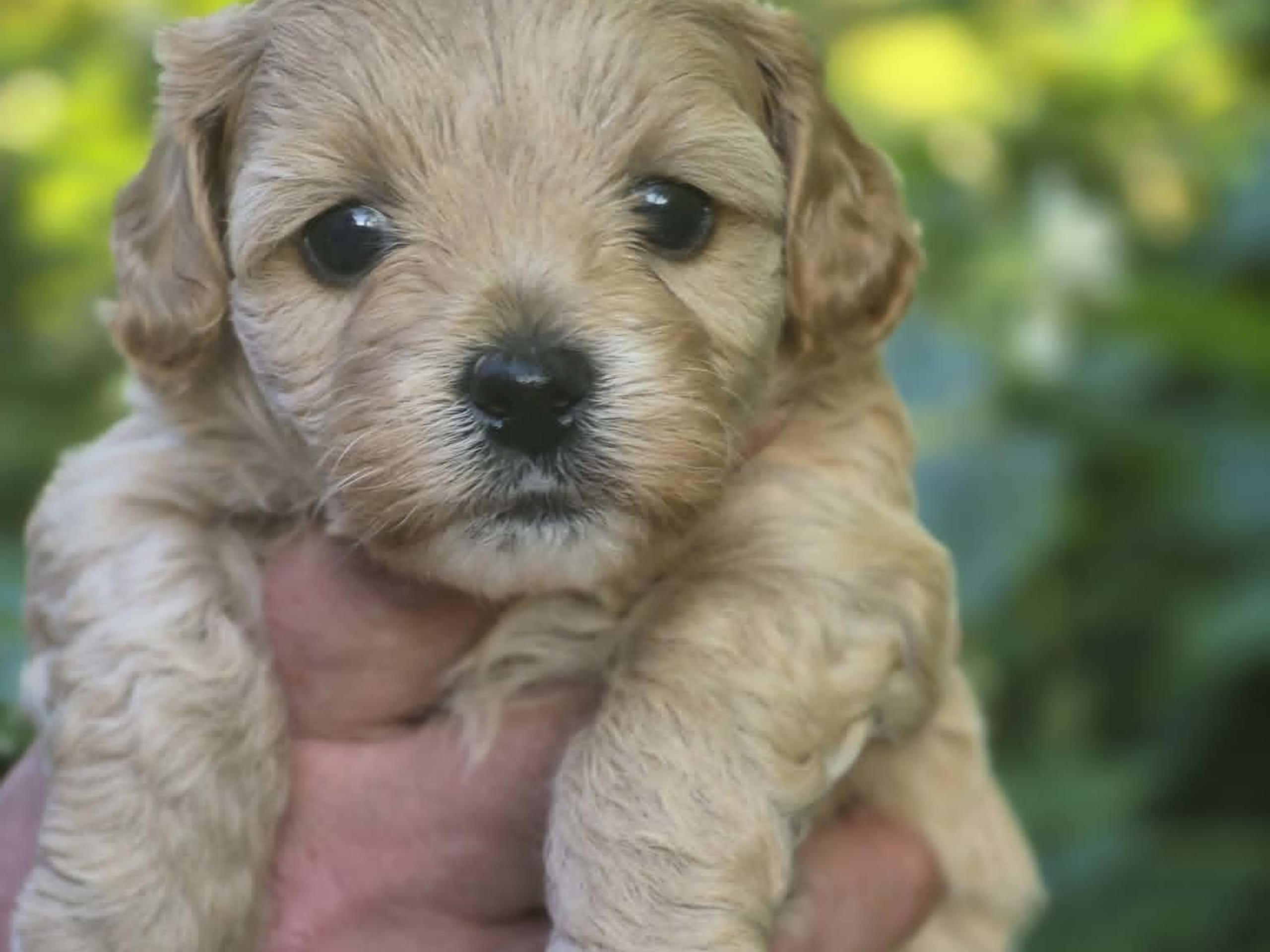 Shihpoo · Sköldinge · Shihpoo