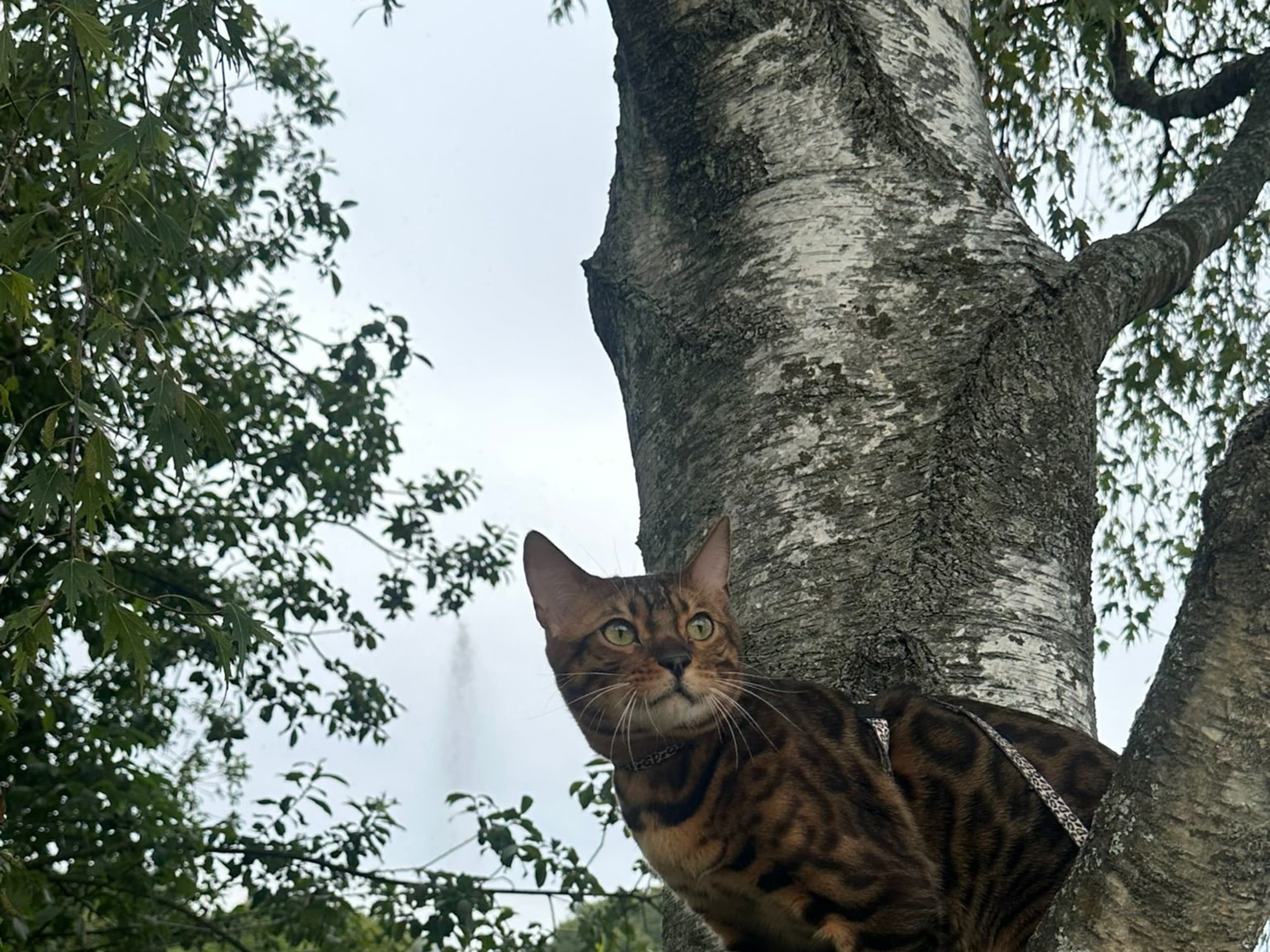 Bengal