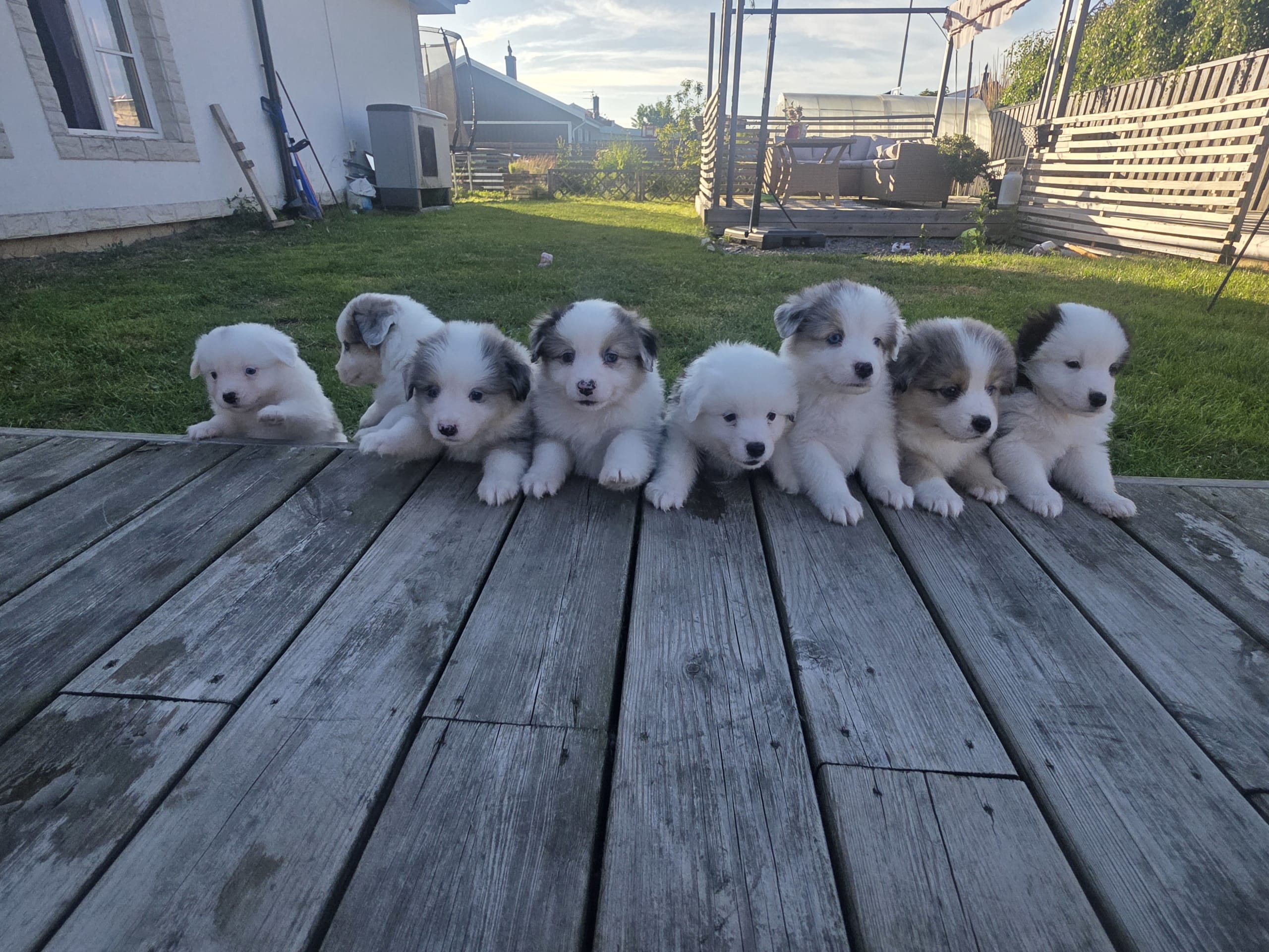 Miniature american shepherd · Hyllinge · LINA B.