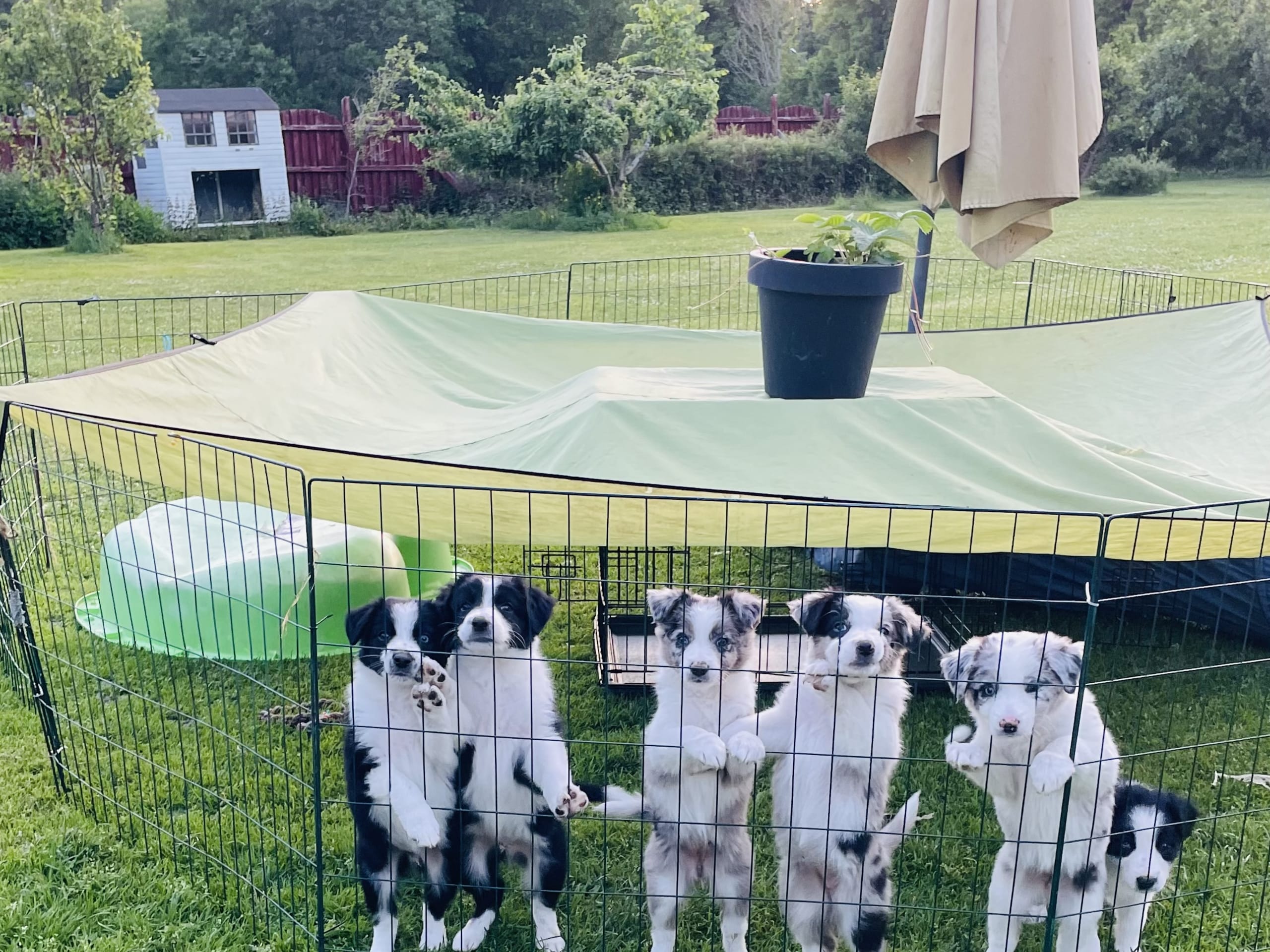 Border collie · Skebobruk · carina w.